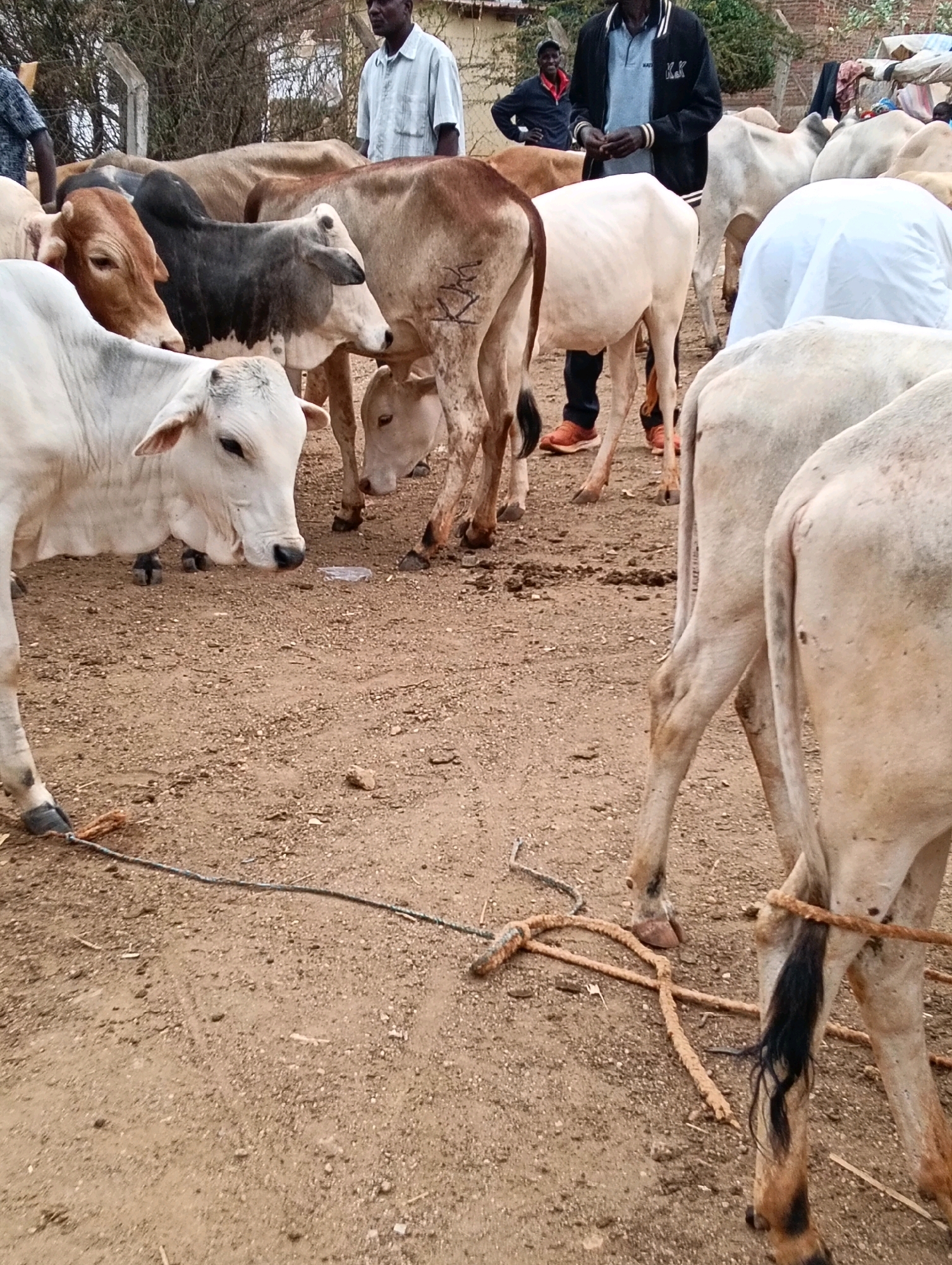 This image depicts a livestock market scene in Zombe/Mwitika ward, Kenya. Several cows are gathered on a dusty ground, some are tethered with ropes. In the background, three men are present. One man, wearing a light-colored shirt, stands near a fence. Another man, in a black jacket and grey shirt, is holding his hands clasped. A third man, wearing a dark blue shirt, is standing further in the background. The environment appears to be an open area with some structures and vegetation in the distance.