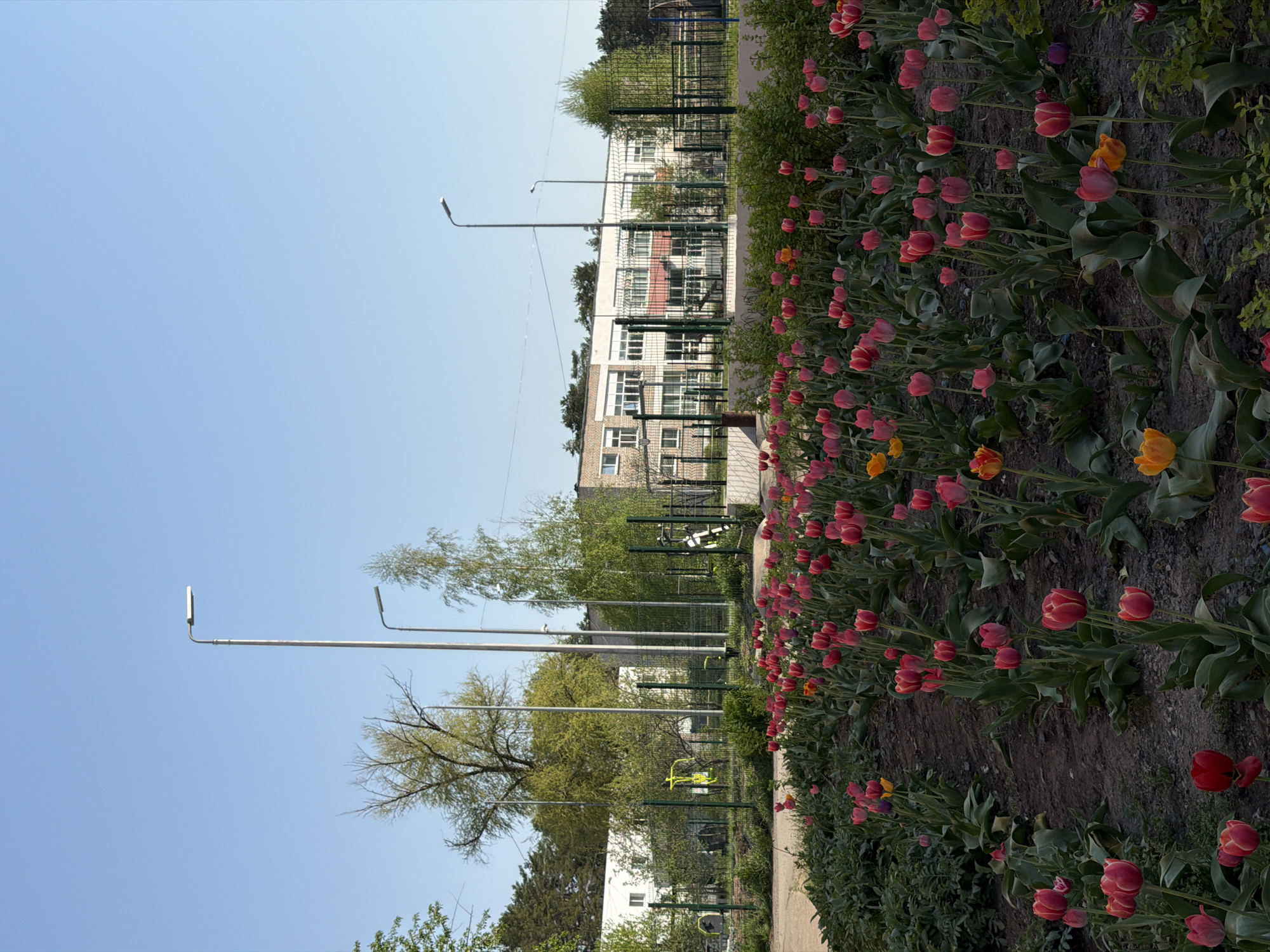 The image depicts a street scene in Chaikovsky, Russia. A flowerbed full of red and yellow tulips lines the right side of the frame. Behind the flowers is a sidewalk and a row of green metal fences. Behind the fences are trees, streetlights, and apartment buildings. The sky is blue.