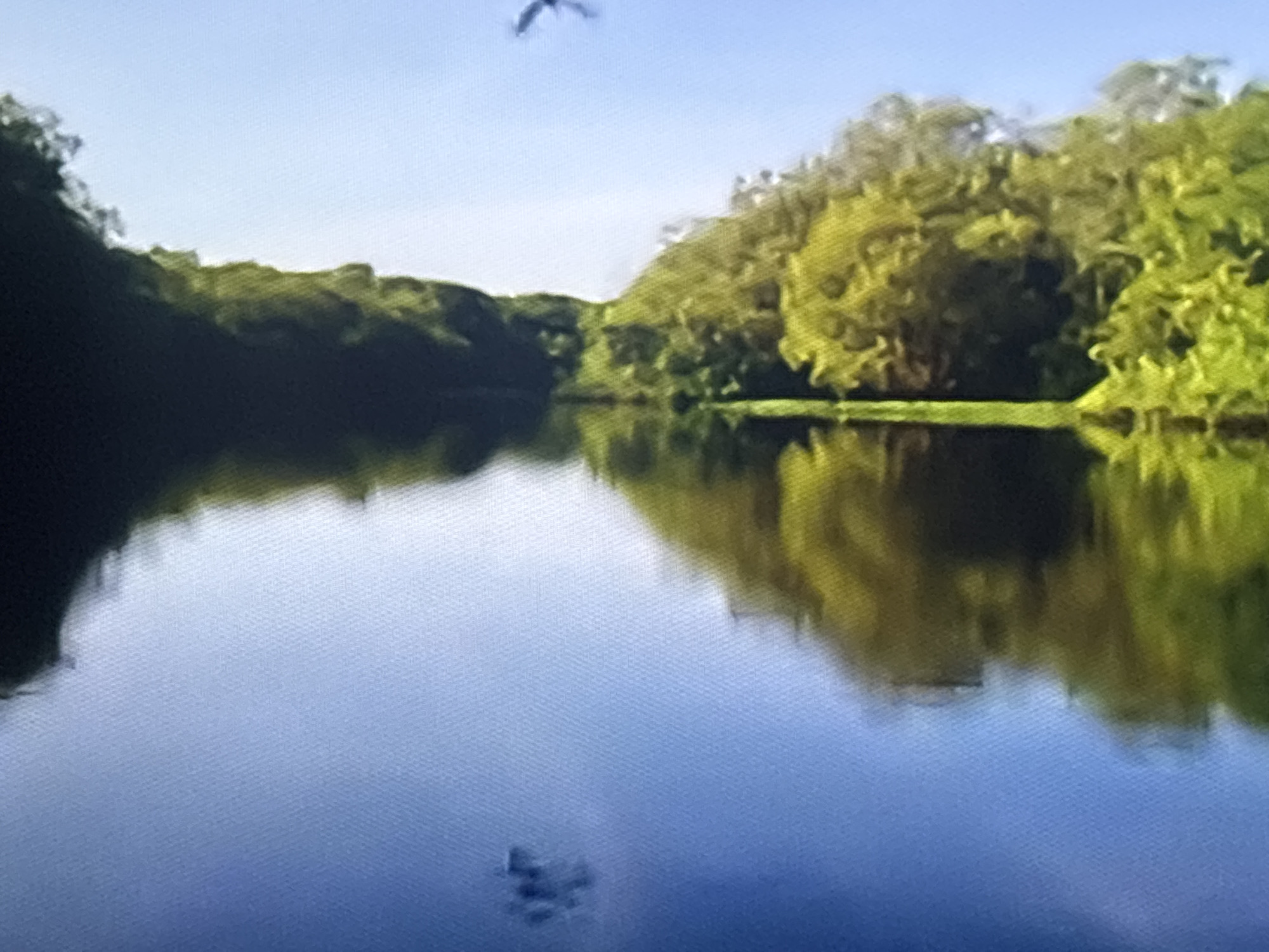The media file captures a serene natural scene of a calm body of water reflecting lush green trees and a clear blue sky. The perspective suggests the viewer is positioned near the water's surface, looking towards the tree-lined bank. In the distance, a solitary bird is captured mid-flight against the bright sky. The water's surface is smooth, creating a near-perfect mirror image of the foliage and sky above, broken only by subtle ripples. The overall impression is one of tranquility and natural beauty. The time of day appears to be daytime, given the bright, clear sky and the illumination of the trees. The weather seems fair and pleasant. There are no people or man-made objects prominently visible, emphasizing the untouched natural environment. The image evokes a sense of peace and quietude. There is no visible text within the media file.