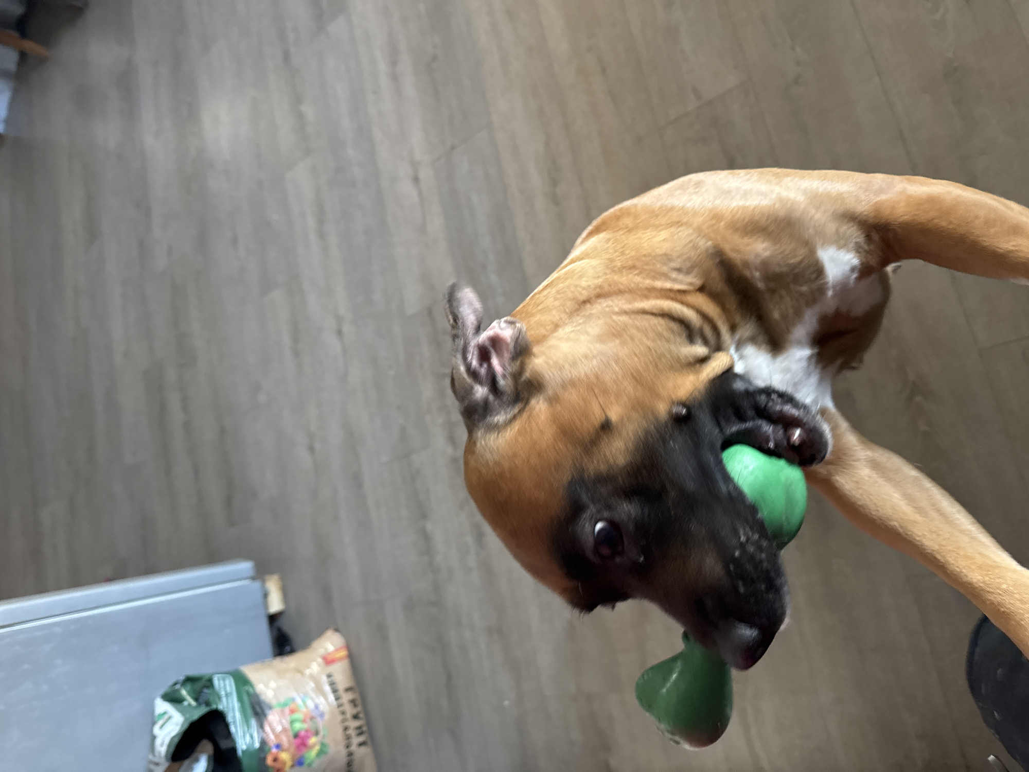 A medium-sized dog, possibly a Boxer or similar breed, is seen from an overhead perspective, holding a green toy in its mouth. The dog has a tan coat with white markings on its chest and a black muzzle. It is indoors, with a light-colored wooden floor visible. In the background, there is a metal object and a partially visible bag with Russian text on it (possibly "EРYHT"). There are no people visible in the image. The exact location within Chaikovsky, Russia cannot be determined based on the image.