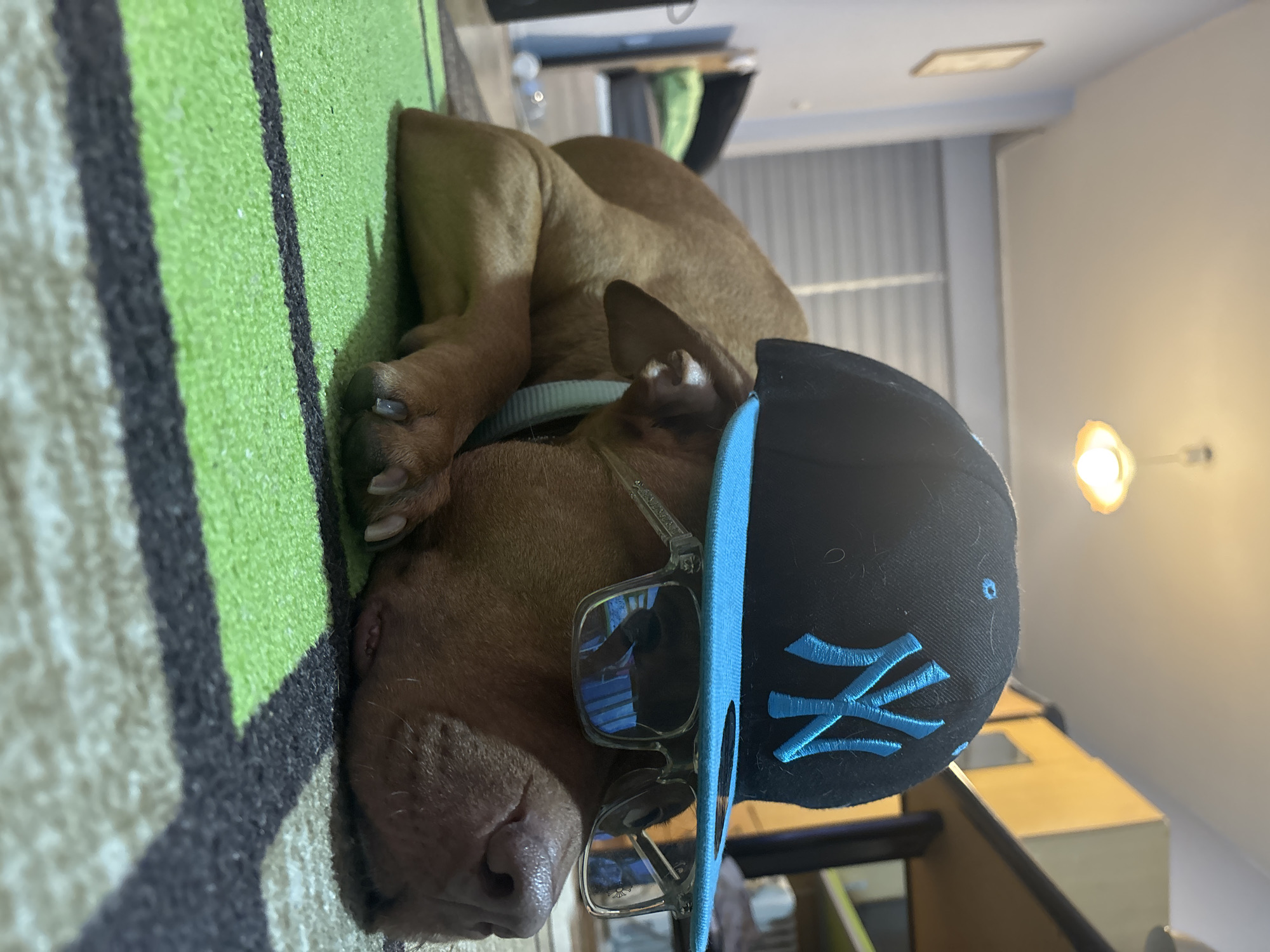A reddish-brown dog is depicted lying on its side on a green and beige patterned rug or carpet. The dog is adorned with a black baseball cap featuring a light blue "NY" logo embroidered on the front, positioned backward on its head. Clear-framed sunglasses rest on the dog's snout, covering its eyes. Its body appears relaxed, suggesting it might be sleeping or resting. The rug has prominent green sections bordered by dark gray or black lines, with lighter beige or off-white areas. In the blurred background, an indoor room is visible with a light-colored wall, a ceiling light fixture, and some indistinct furniture items. A bright, warm-toned light source (likely a lamp) is visible on the right side of the image, illuminating the area. The overall scene conveys a humorous and relaxed atmosphere.