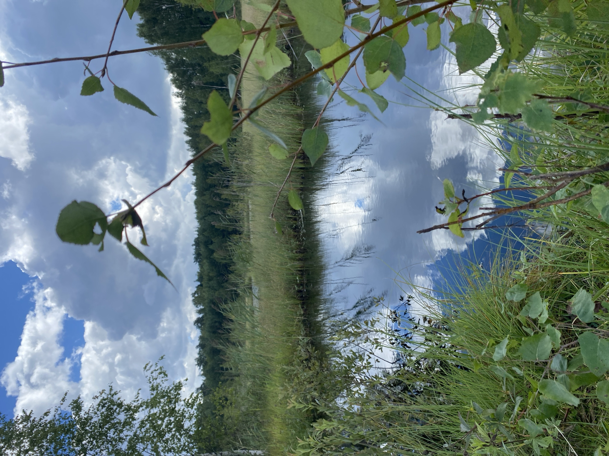 The image shows a natural landscape in the vicinity of Авиатор Снт, Russia. The scene is dominated by a body of water, likely a pond or a slow-moving stream, reflecting the cloudy sky above. The water's edge is lined with tall grasses and reeds, interspersed with some leafy green plants in the foreground. In the background, a dense forest of trees forms a dark green line against the sky, with a few patches of drier, lighter vegetation visible within the treeline. The sky is a mix of bright blue patches and large, dramatic grey clouds, suggesting a dynamic weather condition. The overall impression is one of a serene, natural environment, likely in a rural or semi-rural setting, possibly a park or nature reserve. There are no people or man-made structures immediately apparent in the image.