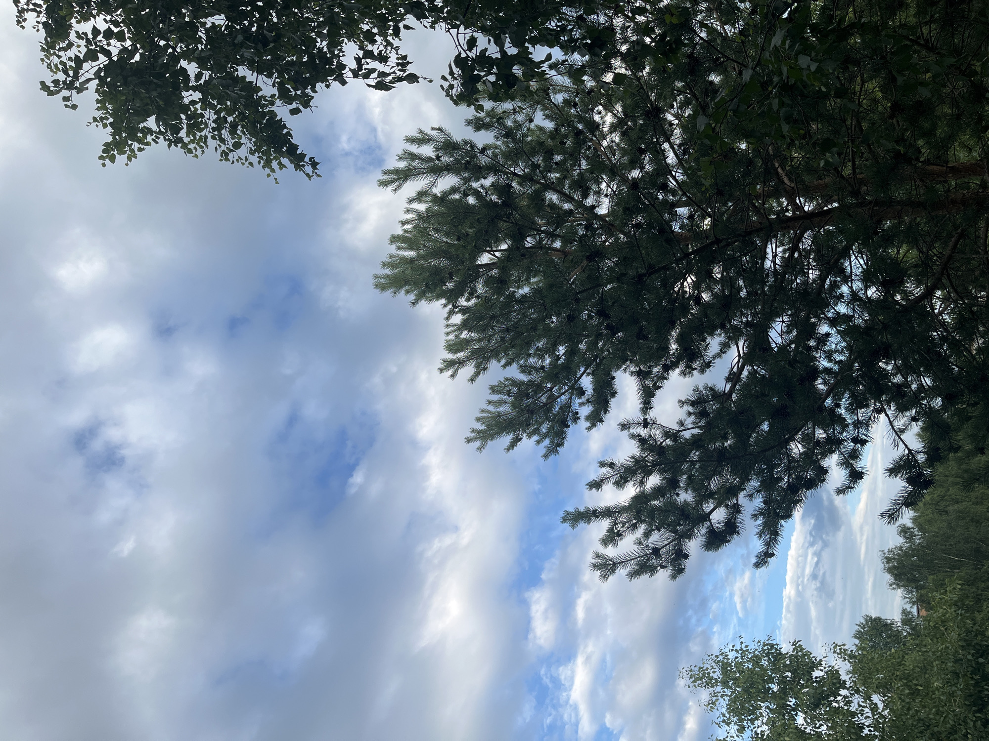The image is an outdoor, eye-level shot looking up at a cloudy sky through the branches of trees. The sky is a pale blue with scattered white clouds that appear to be wispy and elongated. Sunlight filters through the clouds, creating brighter patches in the sky.
In the foreground and framing the sky are the dark green needles of pine branches, some of which have small pinecones attached. To the upper left and lower left, there are also glimpses of broad-leafed trees, appearing as dark silhouettes against the sky. The overall impression is a tranquil scene, perhaps in a forest or park, on a day with variable cloud cover. The time of day is indeterminate but appears to be daytime, given the bright sky. There are no people, objects, or visible text in the image.