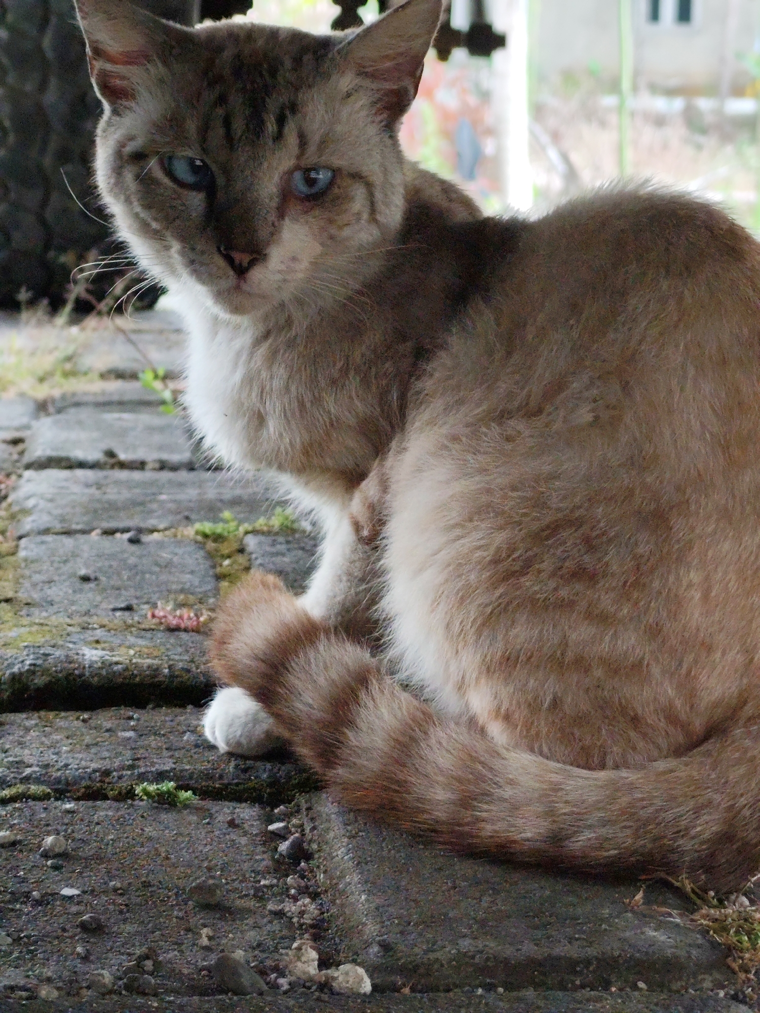 A close-up, eye-level shot focuses on a domestic cat sitting on a stone pathway in Jambewangi, Indonesia. The cat has light brown fur with darker tabby markings on its head and tail, and striking blue eyes. Its body is partially obscured by its tail, which is curled around it. The background shows a blurred industrial or abandoned structure with some greenery. The stone pathway is rough and uneven, with small plants growing in the crevices. The lighting suggests an overcast or shaded environment.