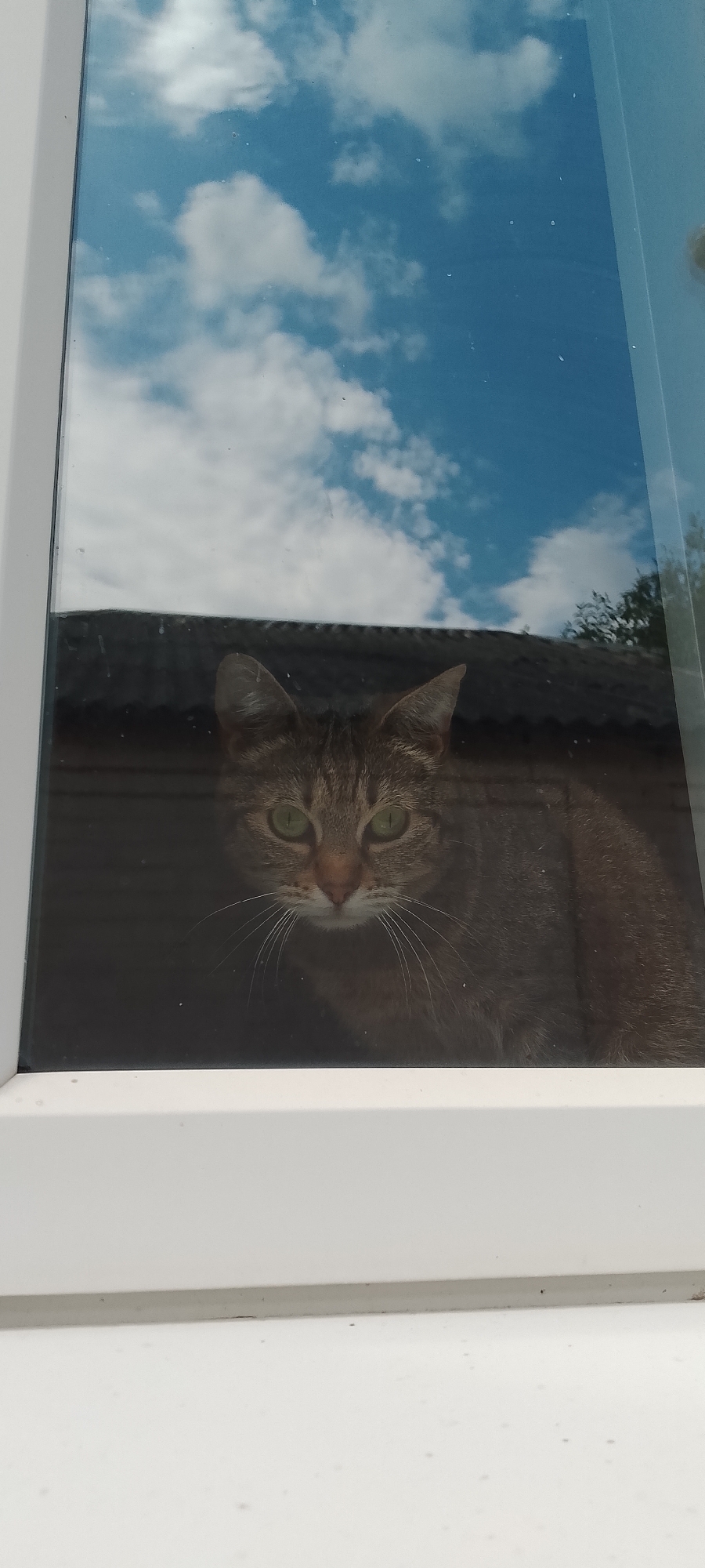 The image shows a close-up of a cat's face reflected in a window. The cat has green eyes and striped fur. The reflection also shows the blue sky with white clouds and the dark roof of a building. The window frame is white. The image appears to have been taken outdoors. The location in Belgorod, Russia is not specified.