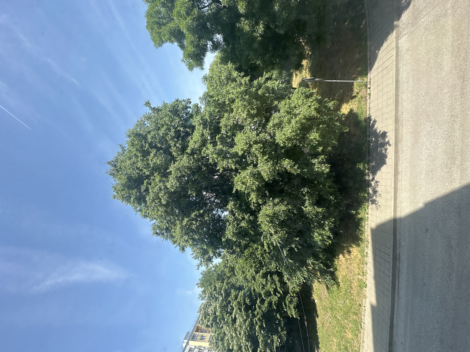 The image depicts an outdoor urban environment, viewed from an elevated position overlooking a street, sidewalk, and green space, under a clear blue sky with scattered wispy clouds and a single airplane contrail. No individuals or animals are present.
In the foreground, a light grey asphalt road occupies the bottom quarter of the frame. Immediately behind it, a light grey concrete sidewalk, composed of square paving slabs, extends horizontally across the image, separated from the road by a curb. Distinct shadows, cast by unseen objects to the left and by foliage, fall across both the road and the sidewalk.
Beyond the sidewalk, a grassy area with patches of dried vegetation slopes gently upwards. Numerous deciduous trees with dense green foliage dominate the mid-ground and background. A particularly large, full tree is centered prominently in the upper mid-ground. To its left, another tree with white blossoms is partially visible. On the right side of the grassy area, a slender light-colored pole with an indistinct dark circular sign is present. Further in the background on the far left, a multi-story building with light-colored facades and numerous windows is visible behind the tree canopy. Thin, dark lines, possibly utility wires, are faintly discernible through the trees on the left side.
The scene is illuminated by strong, direct sunlight, creating sharp contrasts between illuminated areas and deep shadows. The overall impression is that of a bright, sunny day in an urban or suburban setting in the city of Unknown, Unknown.
