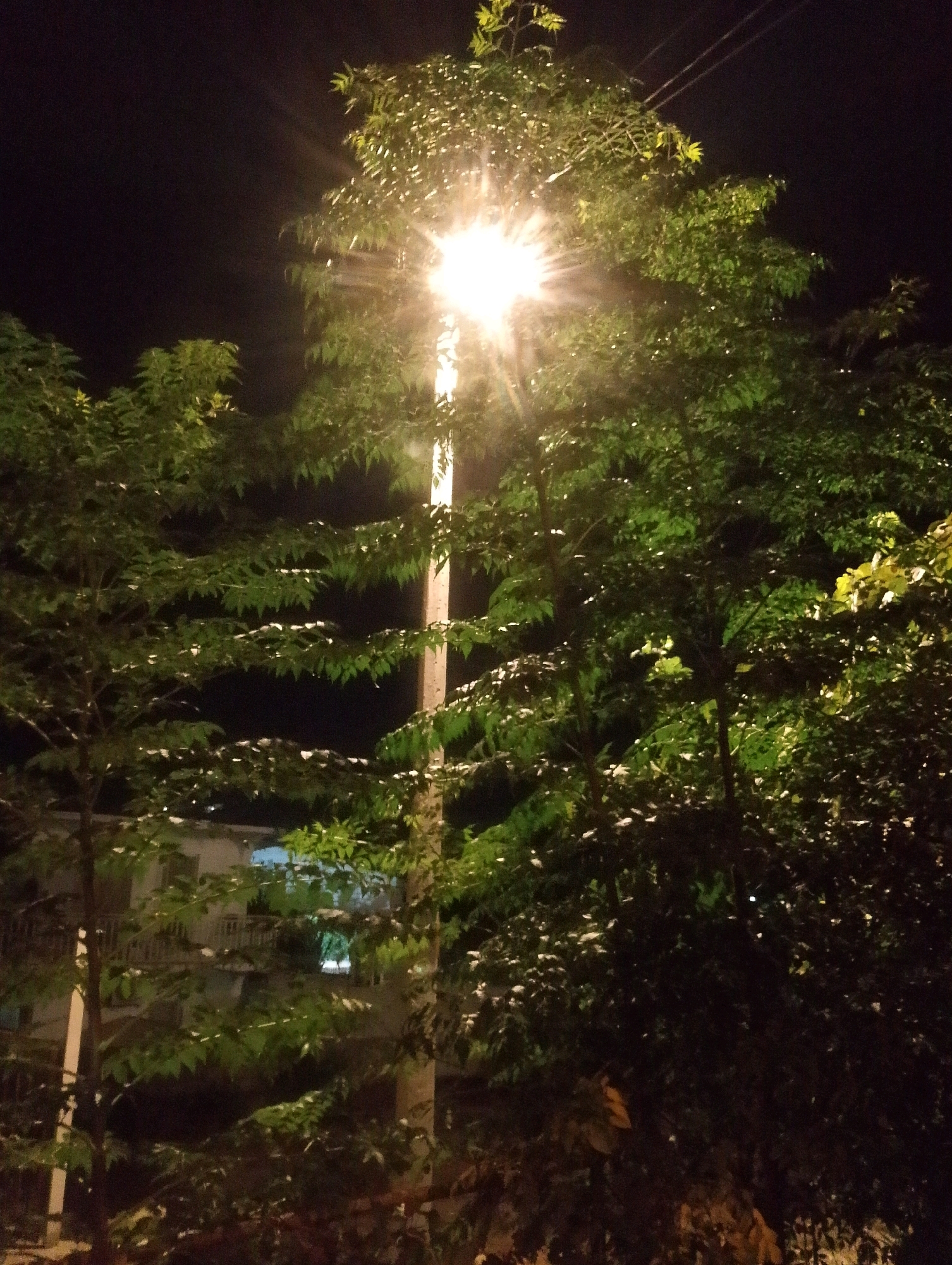 At night, a street lamp illuminates a tree with bright, starburst-like light. The tree's leaves are a vibrant green, some of which are dusted with white, possibly from recent rain or dew. In the background, a building with windows is visible, partially obscured by the foliage. The scene appears to be located in Sutomore, Montenegro, a coastal town known for its nighttime ambiance.