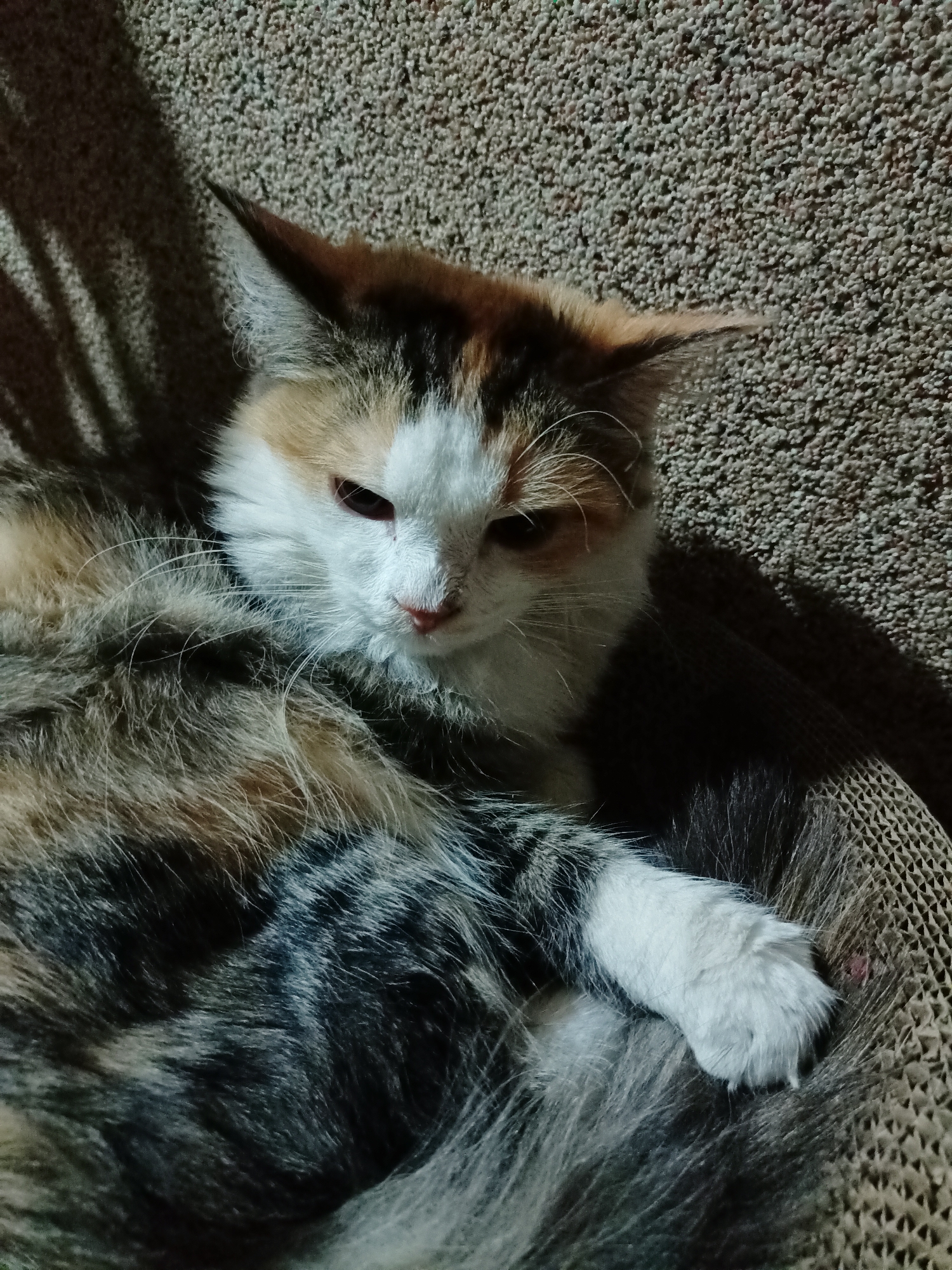 A calico cat is lying down on a textured surface, possibly a scratching post or carpet. The cat's fur is a mix of white, black, and orange patches. Its eyes are partially closed, and its head is tilted slightly. A shadow of what appears to be blinds or bars falls across the cat and the background. The environment is dimly lit, suggesting an indoor setting. There is no discernible location in Almaty, Kazakhstan, or any other specific city.