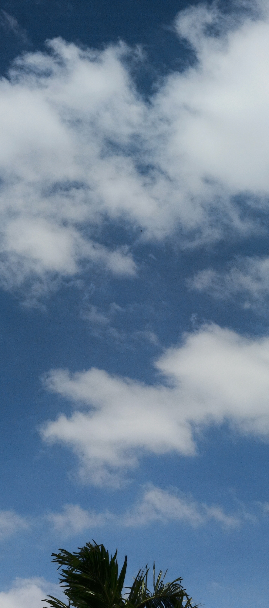The image shows a clear blue sky with scattered white clouds. In the lower portion of the image, the fronds of a palm tree are visible, suggesting a tropical or subtropical location. There is no visible indication of the city of Pashiebeutong, Indonesia.
