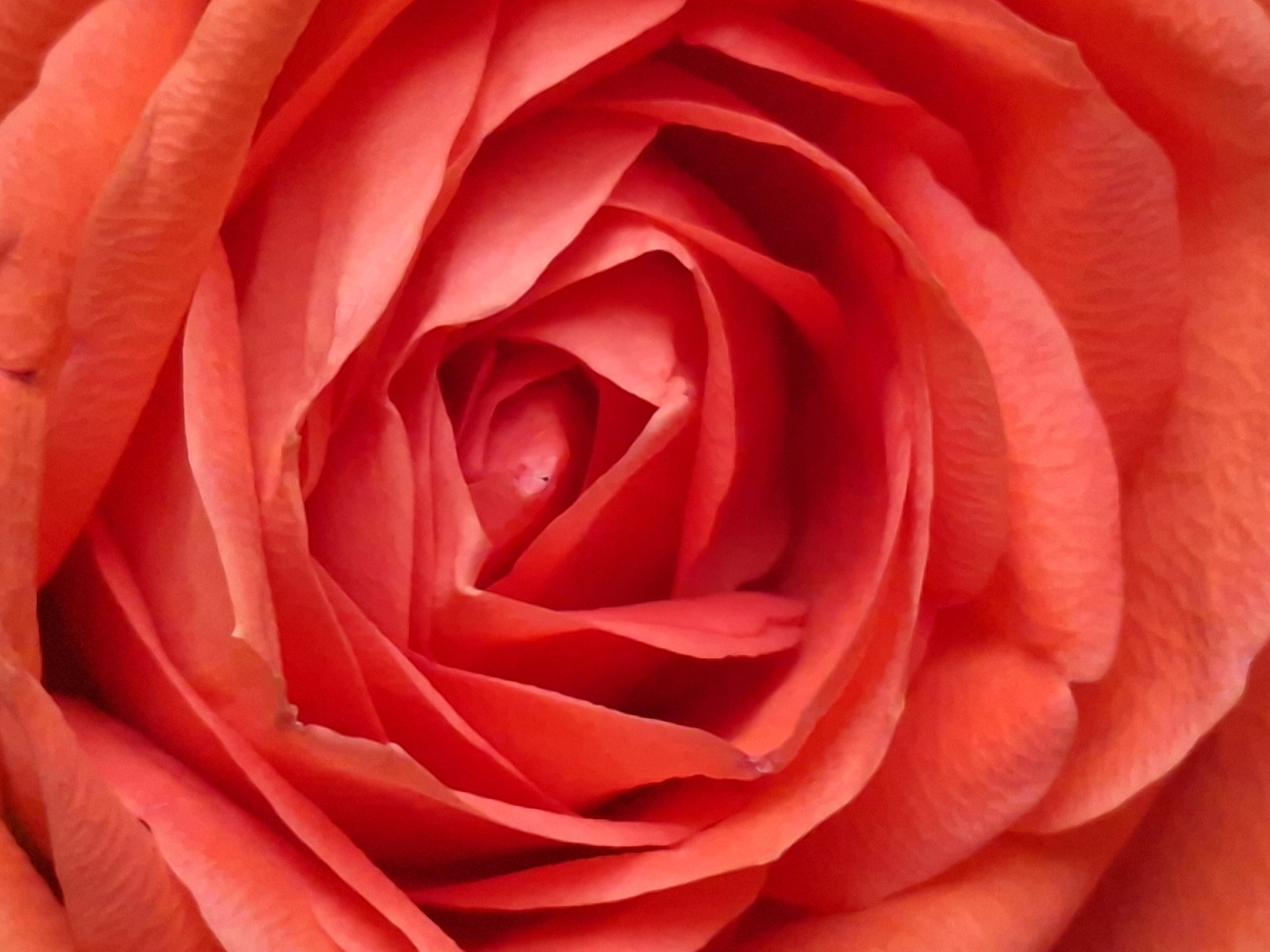 A close-up, full frame photograph captures the intricate spiral of red rose petals. The lighting accentuates the velvety texture and delicate curves of the petals, creating a sense of depth and shadow. The color palette is dominated by vibrant shades of red and orange, with subtle gradients that highlight the natural contours of the flower. There are no people, animals, or other objects present in the image, nor any indication of a specific location within Alytus, Lithuania, or any other geographical area. The image focuses solely on the abstract beauty of the rose's form and color.