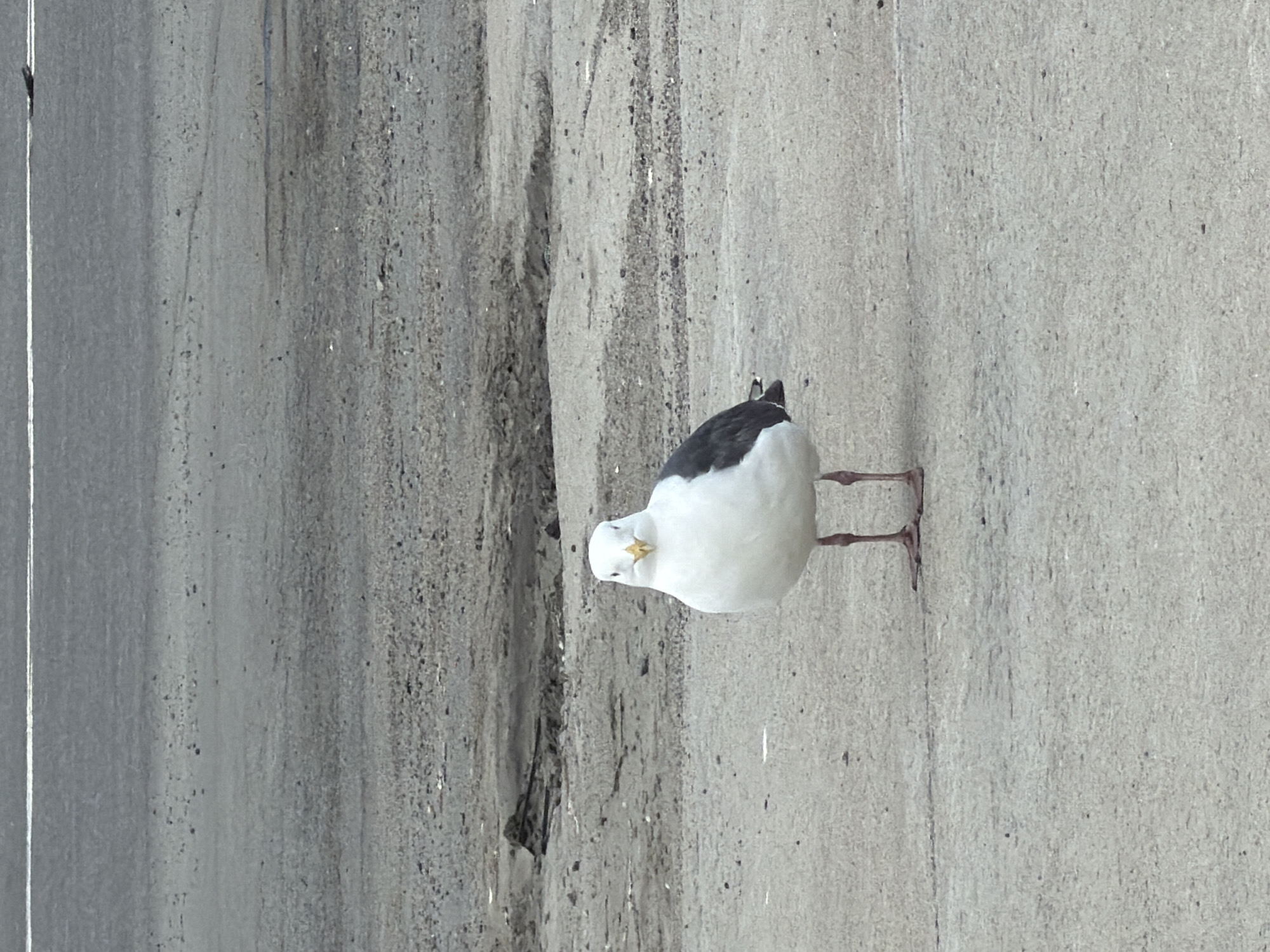 A seagull stands on a paved surface. The bird is predominantly white with black markings on its wings and back. It has a yellow beak and bright eyes. The background consists of a gray, textured surface with some debris and patches of darker material. A thin white line runs horizontally across the upper part of the image, likely a road marking. The environment appears to be an outdoor, possibly urban or coastal, location. There is no indication of Magadan, Russia, in the image itself.
