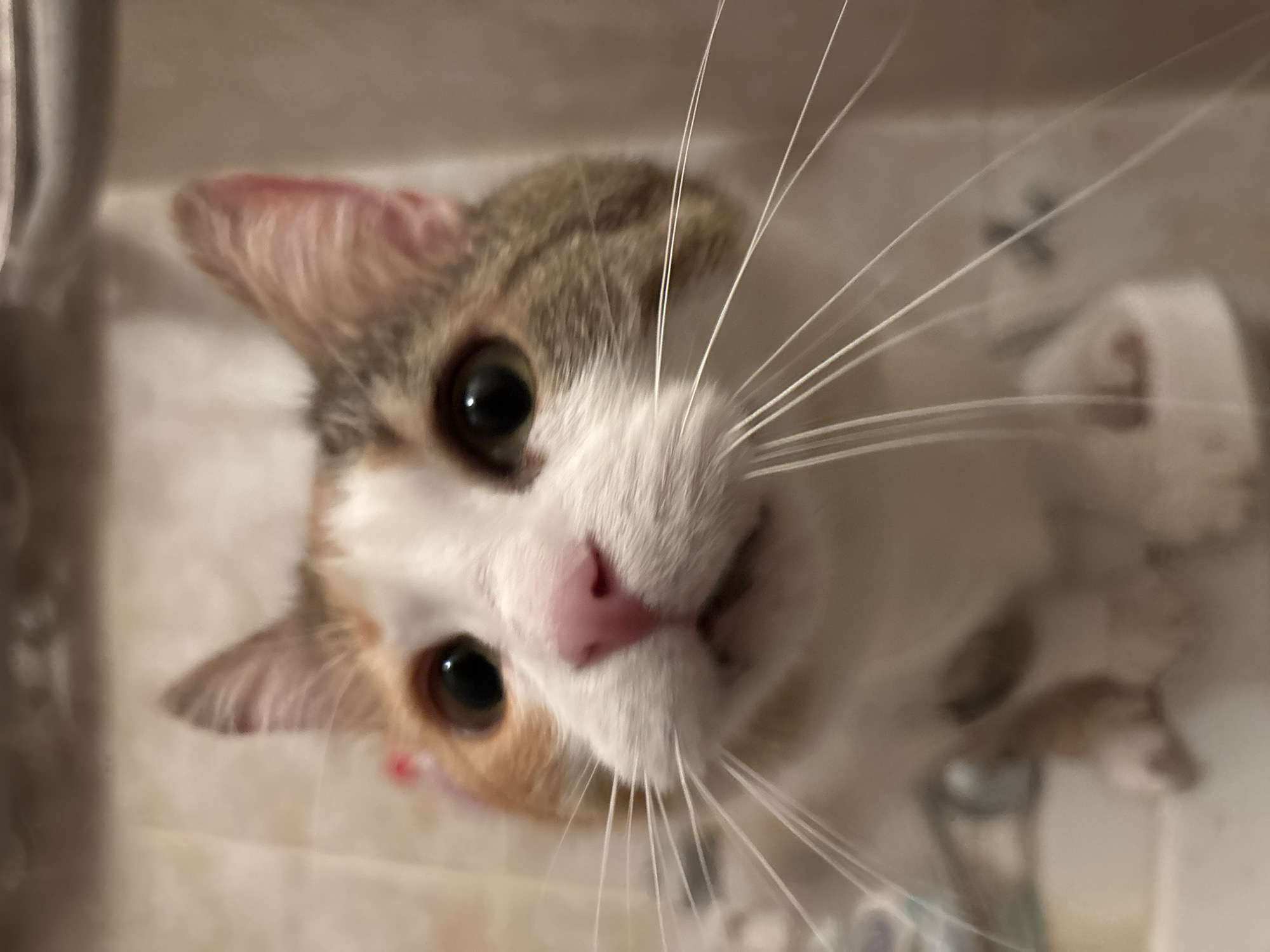 A close-up shot of a cat looking up at the camera. The cat has white, tan, and brown fur, with large green eyes and a pink nose. Long white whiskers extend from its face. The cat appears to be in a bathroom near a sink. The image does not provide enough information to determine the location in the city of Veliko Tarnovo, Bulgaria.