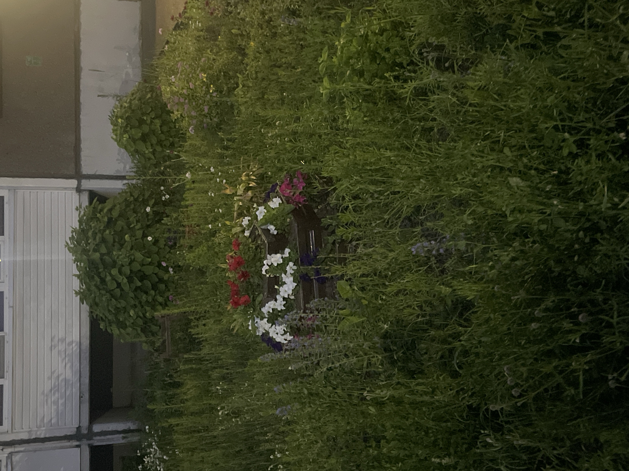 The image depicts an outdoor scene in the city of Markovsky, Russia, likely during the evening. A planter box filled with a variety of flowers, including red, white, and pink varieties, is situated in the center of the frame. The planter is surrounded by overgrown grass and other vegetation. In the background, a building with a light-colored, horizontal siding is visible. The overall impression is one of a slightly unkempt but colorful garden area adjacent to a residential building.