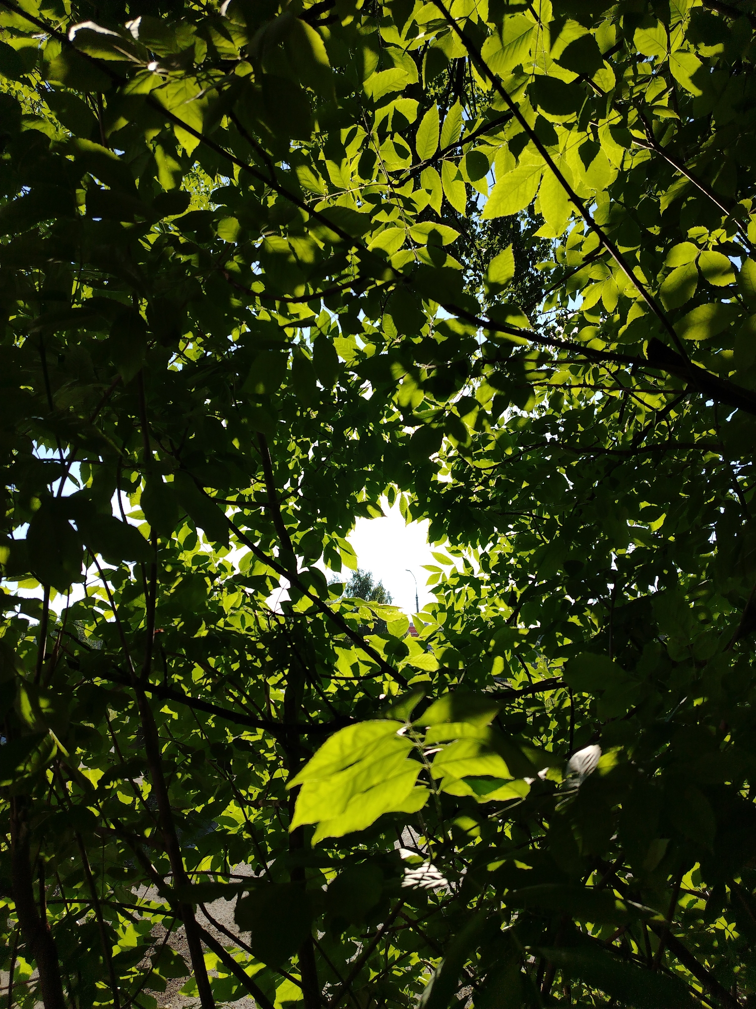 The image presents a vibrant, upward view through a dense canopy of green tree leaves and branches, creating a natural frame around a central bright light source. The sun, appearing as an intense white glow, shines directly through a gap in the foliage, illuminating the leaves.
Most of the leaves are a translucent, lively green where the sunlight passes through them, highlighting their intricate vein patterns. Other leaves, particularly those closer to the camera and along the edges of the frame, are in shadow, appearing as darker silhouettes against the brighter areas. The tree branches are dark and form a tangled network throughout the leafy expanse.
Through the luminous central opening, a small portion of clear blue sky is visible. A faint, slender, dark vertical object, possibly a utility pole or street light, can be vaguely discerned in the distance within this bright area. This detail suggests the natural setting, likely a park or garden, is located within an urban or suburban environment, consistent with the Izhevsk, Russia context.
The strong backlighting and the bright, vivid greens indicate a sunny day, likely midday or early afternoon, with clear weather. There are no people or animals visible, and no specific activities are taking place. The scene conveys a sense of natural beauty, warmth, and the dappled light filtered through a leafy overhead cover. No text is visible in the media file.