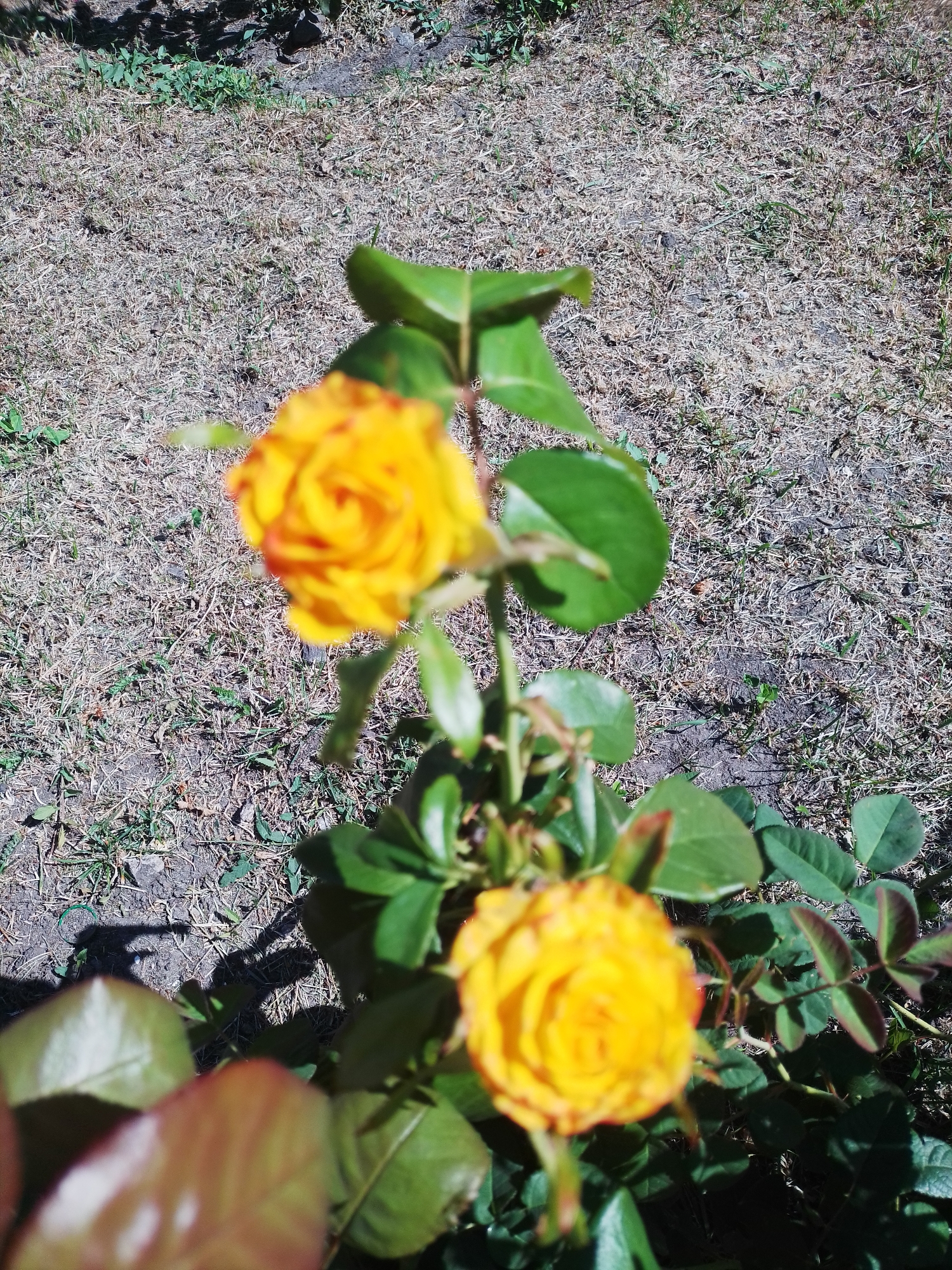 A close-up shot captures two yellow roses in bloom, with hints of red on their petals, set against a dry, grassy ground. The roses are on a rose bush with green leaves and thorny stems. The scene is bathed in bright sunlight, casting distinct shadows on the ground, suggesting it is outdoors in a garden or park. The background is a blurred expanse of dry grass and sparse green weeds, indicating a warm, possibly dry, season. The overall impression is one of natural beauty. The exact location in the city of Romodan, Ukraine, cannot be determined from the image alone.