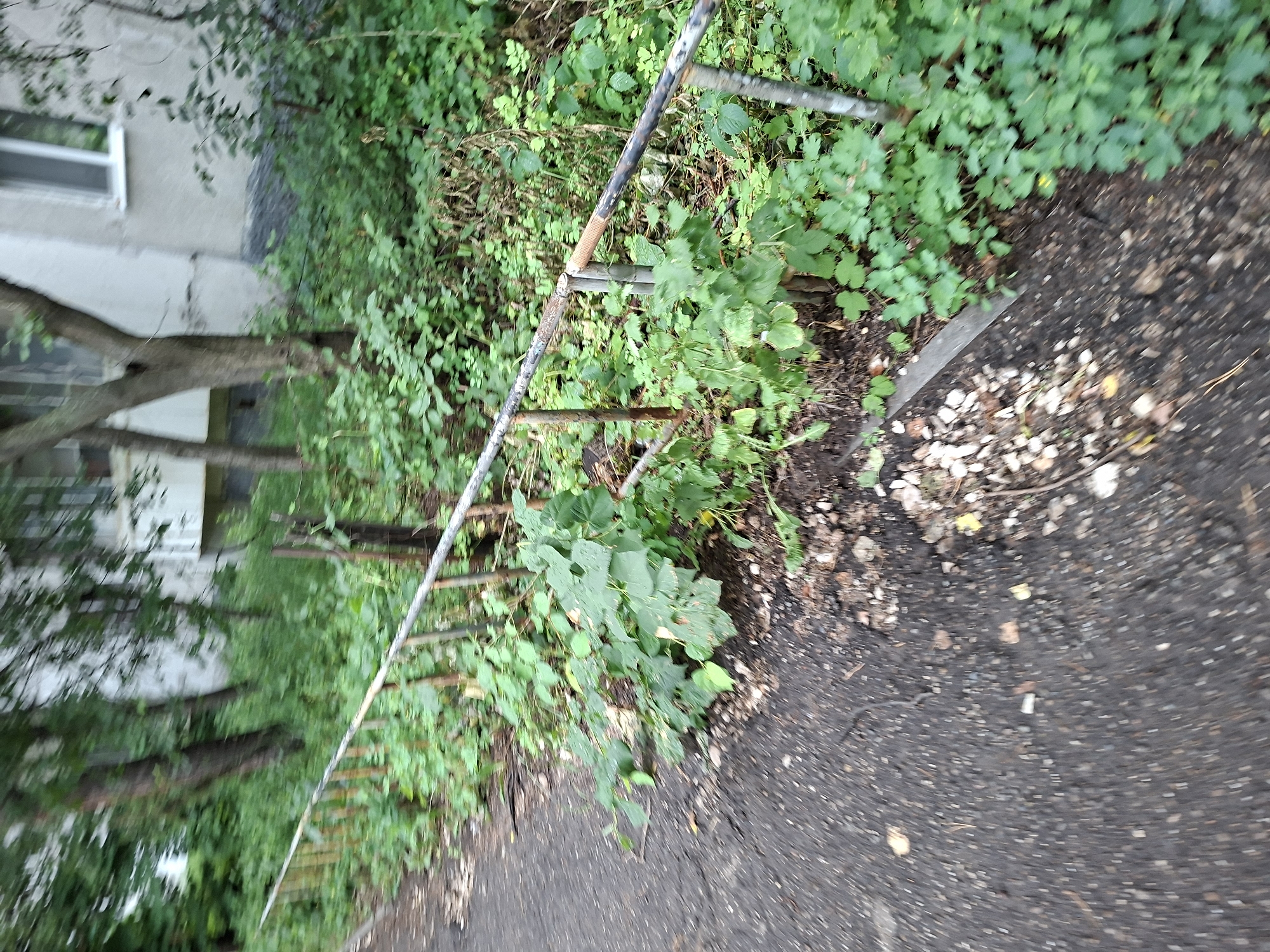 The image depicts a street scene in Kazan, Russia, with an asphalt path in the foreground, bordered by a metal railing and overgrown vegetation. The railing appears to be made of metal poles and a horizontal bar, showing signs of rust and wear. Lush green plants, including bushes and vines, grow along the railing and extend into the background, partially obscuring a building. The building in the background is light-colored, with a visible window. Trees are also present in the background, contributing to the dense foliage. The overall impression is one of a somewhat neglected urban area where nature is reclaiming the space.