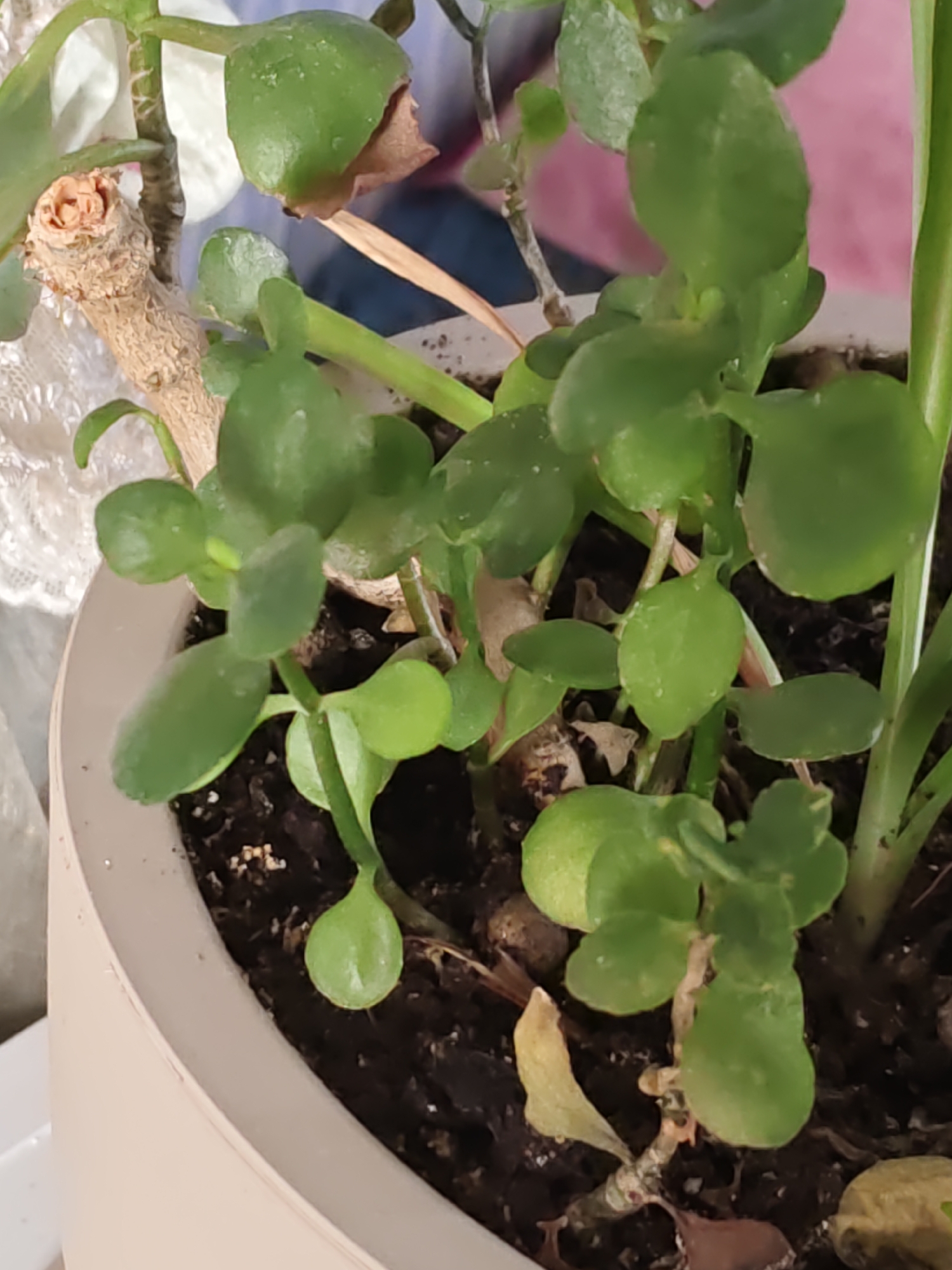 A close-up, indoor, eye-level shot shows a healthy potted succulent plant with thick, fleshy green leaves. The plant is in a light beige pot filled with dark soil. The leaves are oval-shaped and plump, with some appearing slightly shiny. The stems are woody and brown, with new green growth emerging. There is some dried brown foliage at the base of the plant. The background is blurred, with hints of white lace on the left and pink and dark blue colors on the right, suggesting an indoor setting. The image does not depict any elements related to the city of Olginskaya, Russia.