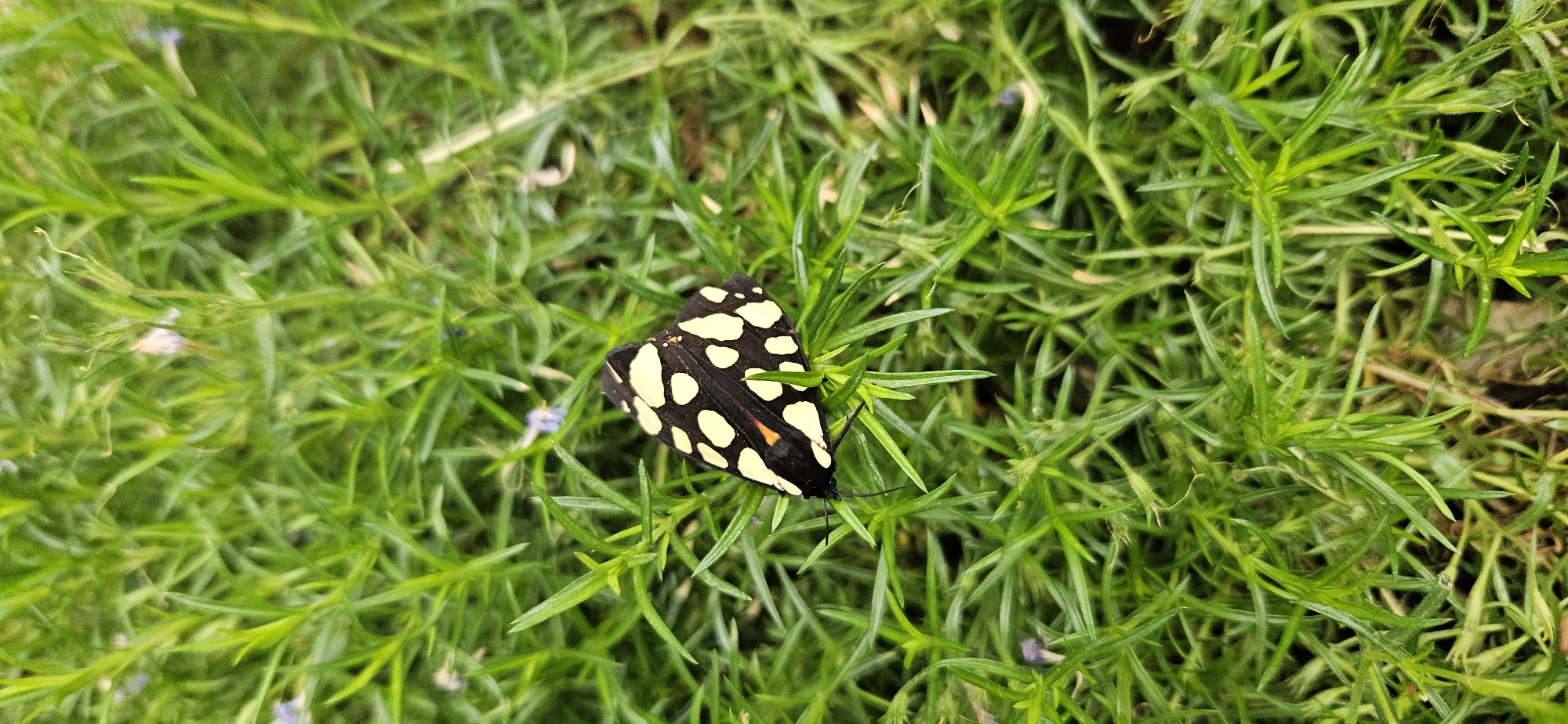 The image shows a black and white moth resting on a patch of bright green, needle-like vegetation. The moth has white spots and a small orange marking on its wing. The background is completely filled with the dense green foliage. The specific location within the city of Blagoevgrad, Bulgaria, is not discernible from the image.