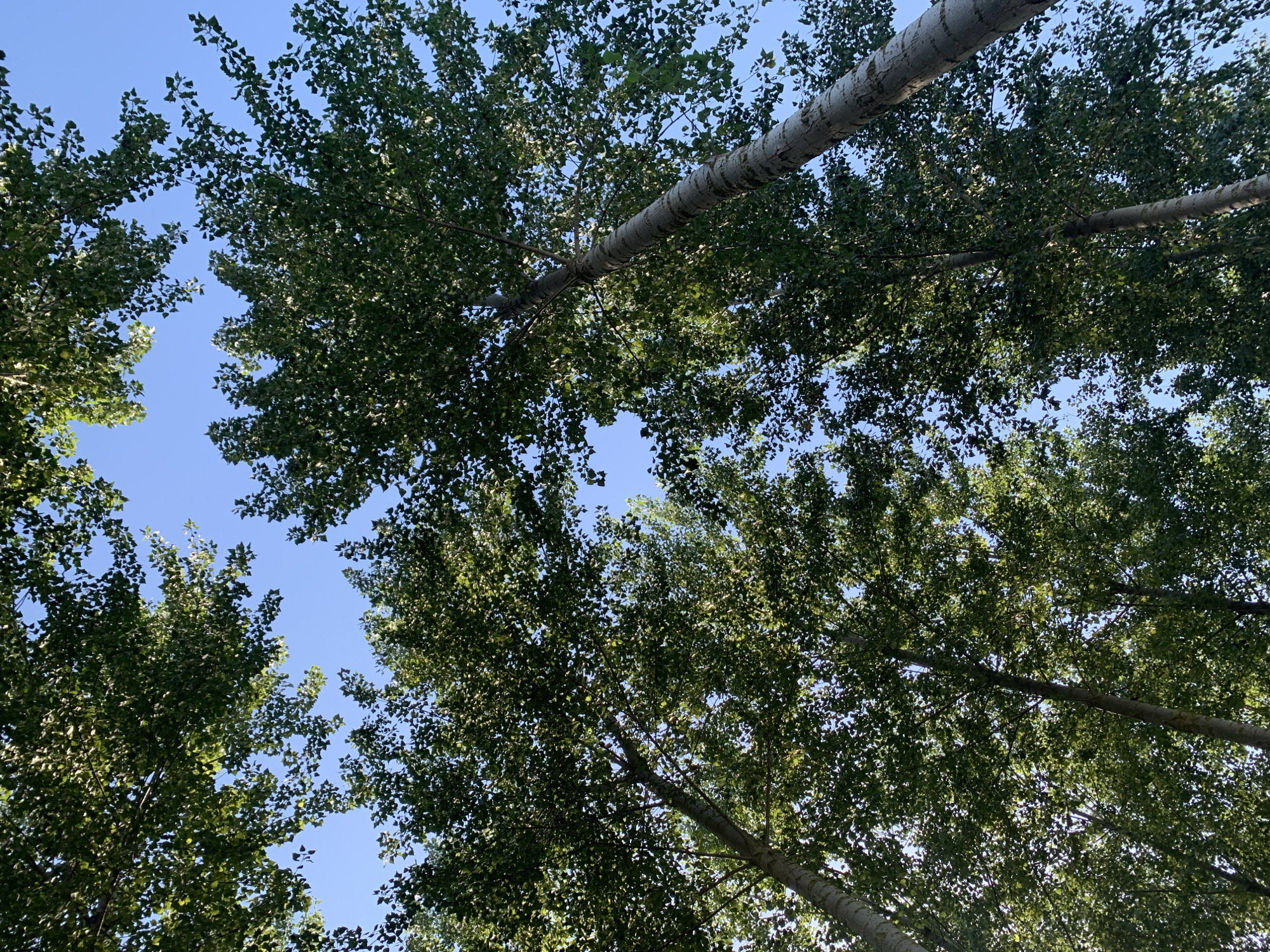 The image depicts a view looking directly up through the canopy of several tall trees with green leaves and light-colored bark. The sky is a clear, bright blue. The trees appear to be a species with slender trunks and numerous branches densely populated with leaves. The perspective suggests the viewer is standing at the base of these trees, looking upwards. The scene is set in Massenzatica, Italy, and the environment is natural, with no human presence or man-made objects visible in the frame.