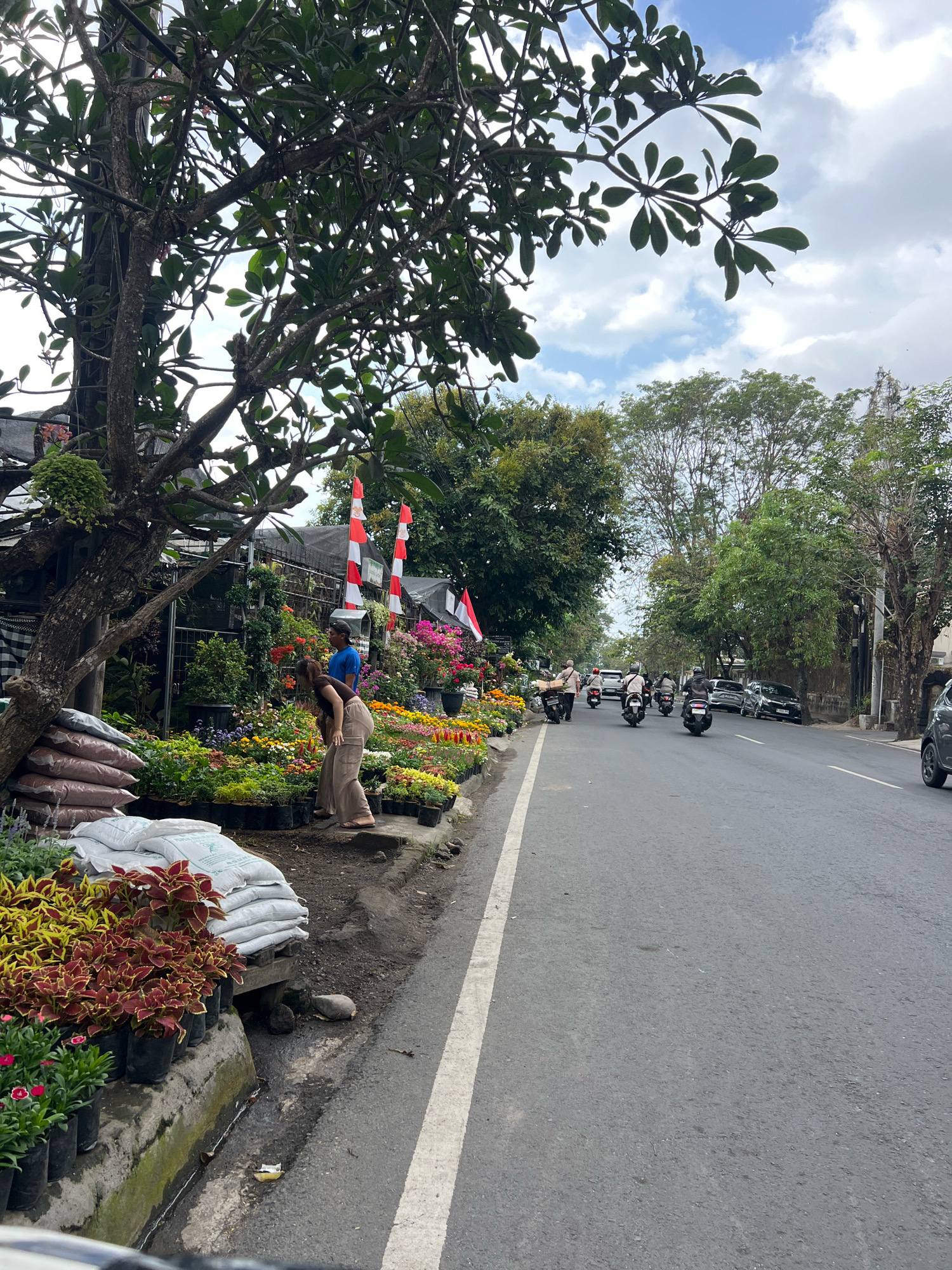 This image shows a street-side flower and plant market in Denpasar, Indonesia. A large tree with dark bark and green leaves is on the left, partially obscuring the view of the market stalls. Piles of bagged soil and fertilizer are stacked on wooden pallets to the left of the plants. A diverse array of potted plants with colorful flowers and foliage is displayed along the curb, with some plants in black plastic pots and others in decorative containers. Two people are standing near the plants. One person, wearing a blue shirt and dark cap, is looking at the plants. Another person, wearing a brown top and beige pants, is leaning down and appears to be tending to the plants. Red and white flags are visible behind the flower stalls, and tents or awnings provide shade. On the right side of the image, a two-lane asphalt road is visible, with several motorcycles and cars driving on it. The road is lined with trees on both sides. The sky is overcast with some blue patches and white clouds. The scene suggests a typical bustling marketplace in Denpasar, where vendors sell plants and flowers along the roadside.