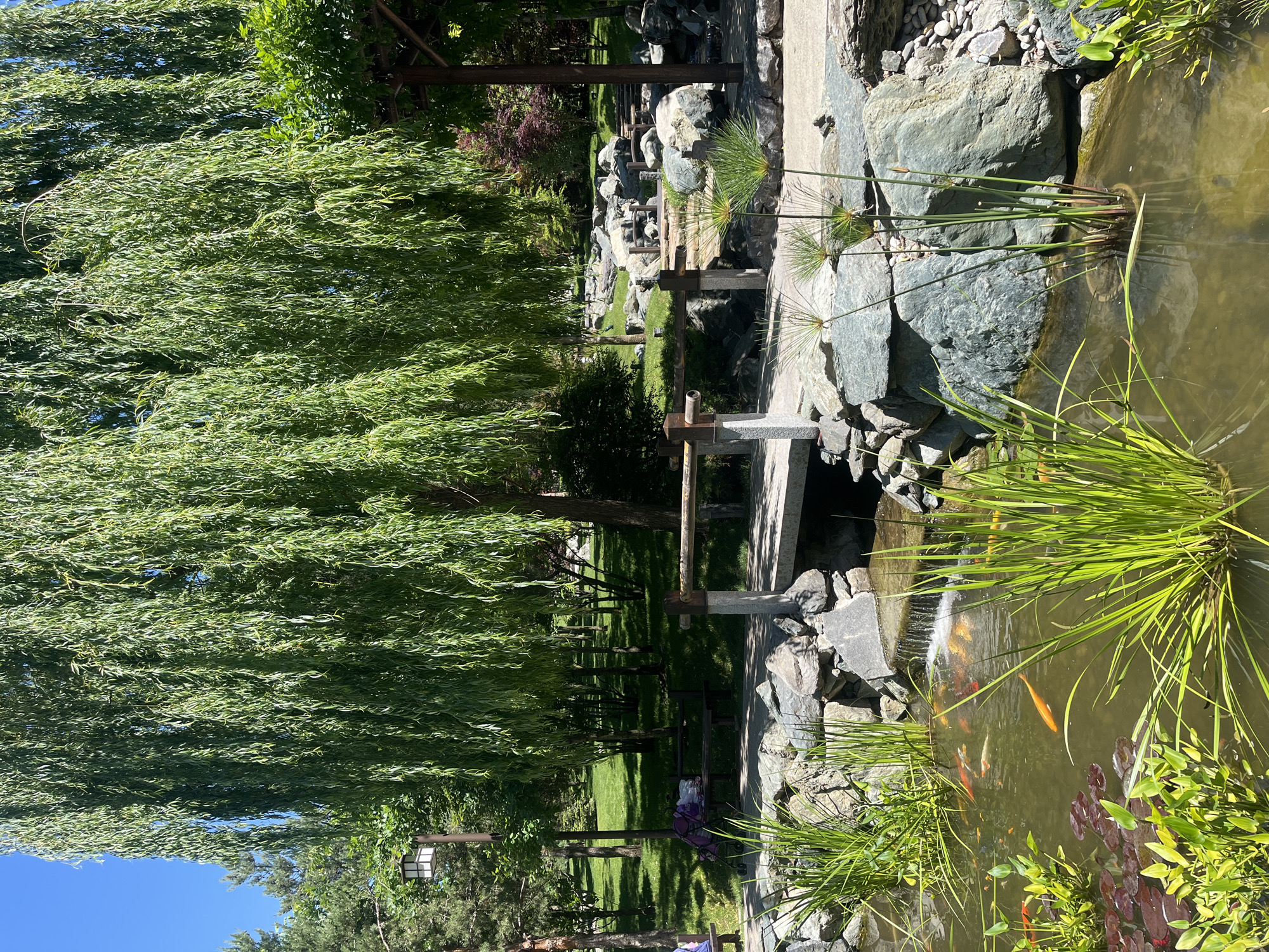 This image captures a tranquil and sunny outdoor scene within a park or garden in Krasnodar, Russia, featuring lush greenery, a pond with fish, and stone and wooden structures.
A large, vibrant weeping willow tree dominates the left side of the frame, its long, verdant branches and leaves cascading downwards, creating a dense, flowing curtain of green. Above and through the willow's foliage, patches of clear blue sky are visible, indicating bright weather.
To the right, a clear, greenish pond or stream is a prominent feature. Numerous orange and white koi fish are easily discernible swimming in the water, particularly in the foreground. The banks of the water body are adorned with large, grey boulders and various aquatic plants, including tall, spiky green grasses and unique papyrus-like plants. Near the bottom right, water lilies with both green and reddish pads float on the water's surface. A small waterfall or spillway can be seen where water gently flows into the pond.
Spanning the water in the mid-ground are small, low bridges or walkways constructed from light-colored stone and dark wood, connecting different sections of the garden. Beyond these structures, the landscape extends into grassy areas dotted with more trees and shrubs, suggesting paths for leisurely strolls. A purple and grey stroller with a bag draped over it is visible near a wooden bench in the shaded area to the left of the bridges, implying visitors are present. A decorative lantern on a pole stands on the far left.
The scene is illuminated by bright sunlight, casting distinct shadows under the trees and structures, which suggests it is midday or early afternoon. The overall impression is one of peace and natural beauty in a well-maintained garden setting. No discernible text is visible in the image.