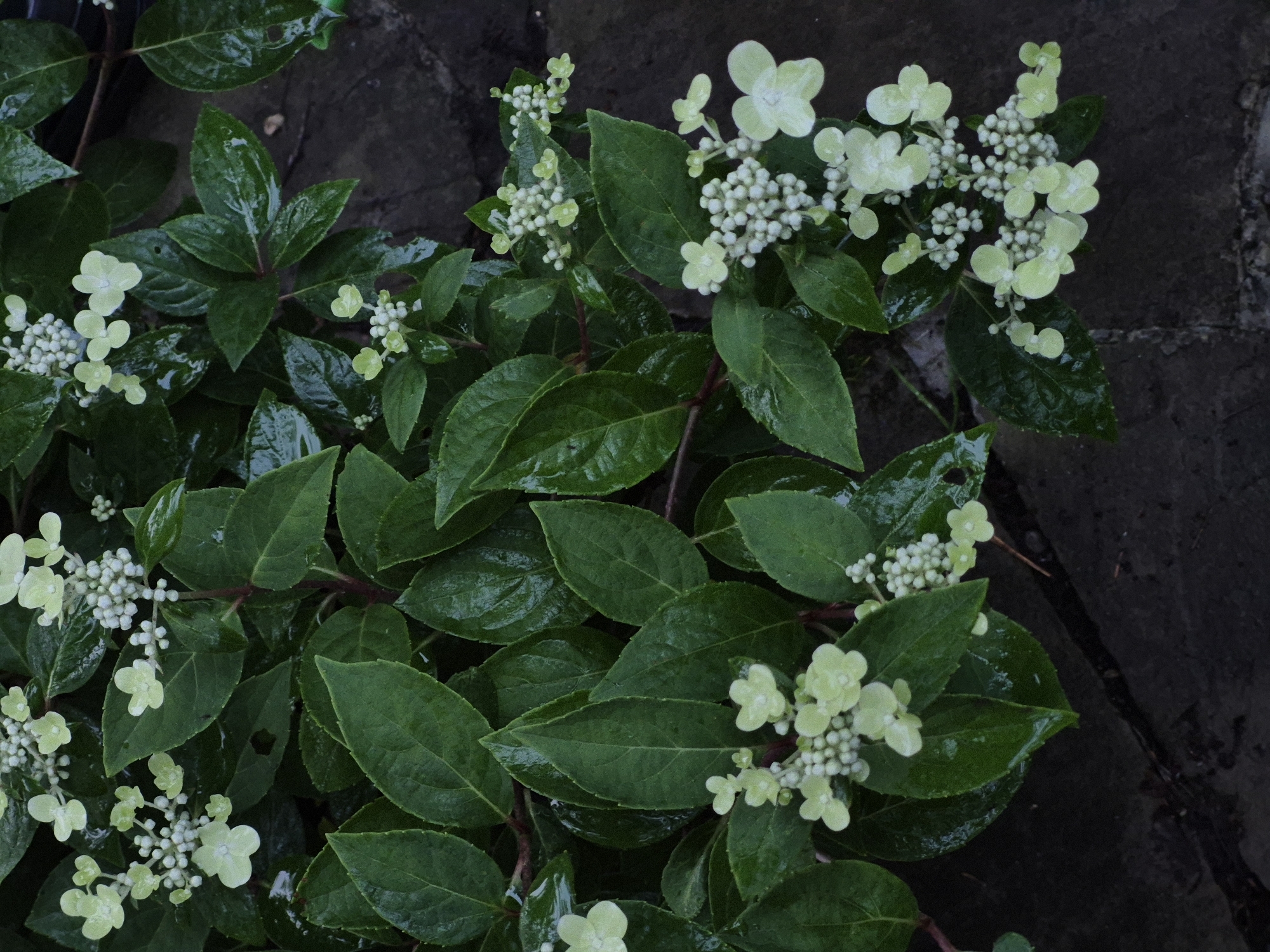The image depicts a close-up view of hydrangea flowers and foliage, likely in a garden setting. The leaves are a deep green and appear wet, suggesting recent rain or watering. The flowers are small and clustered, with some in bud form (small white spheres) and others in bloom, featuring delicate, pale green petals. The background consists of dark, textured ground, possibly paving stones or dark soil. The scene is devoid of any human presence or discernible city landmarks. There is no indication of the specific location within Астра-1 Днт, Russia.