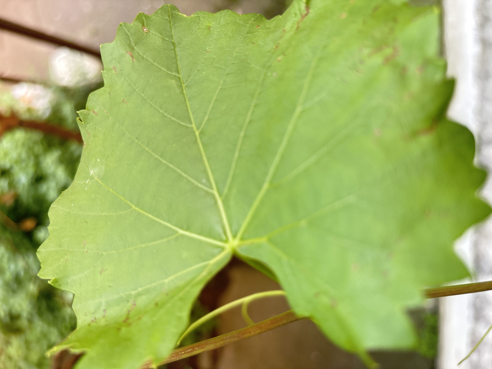 A close-up, shallow depth-of-field photograph captures a vibrant green, palmate leaf with distinct veins. The leaf's edges are serrated and slightly irregular. Small, reddish-brown spots are visible on the leaf's surface. A thin, brown stem is visible to the left, supporting the leaf, and a tendril curves away from it. The background is blurred, showing hints of green foliage and a brown, out-of-focus object that could be a pot or planter. The lighting suggests an outdoor setting, possibly with diffused sunlight. The scene is devoid of any human presence or discernible urban features.