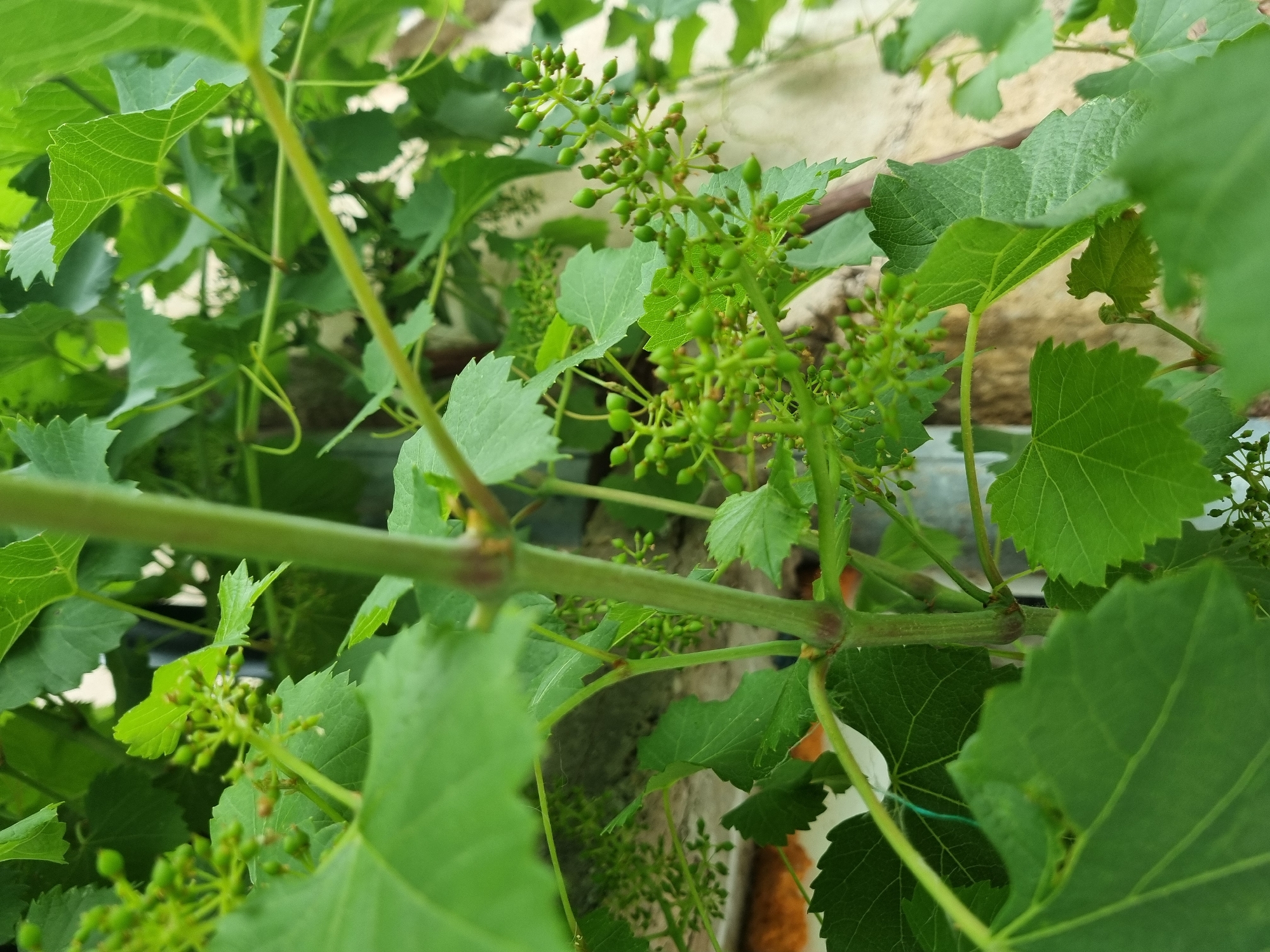 A close-up, shallow depth of field shot focuses on a cluster of developing green grapes on a vine. The vine has a sturdy, green stem and large, serrated green leaves. The background is blurred, showing hints of a textured wall and other foliage. The scene appears to be outdoors in a garden or vineyard. The image was taken in Dabravka, Bulgaria.
