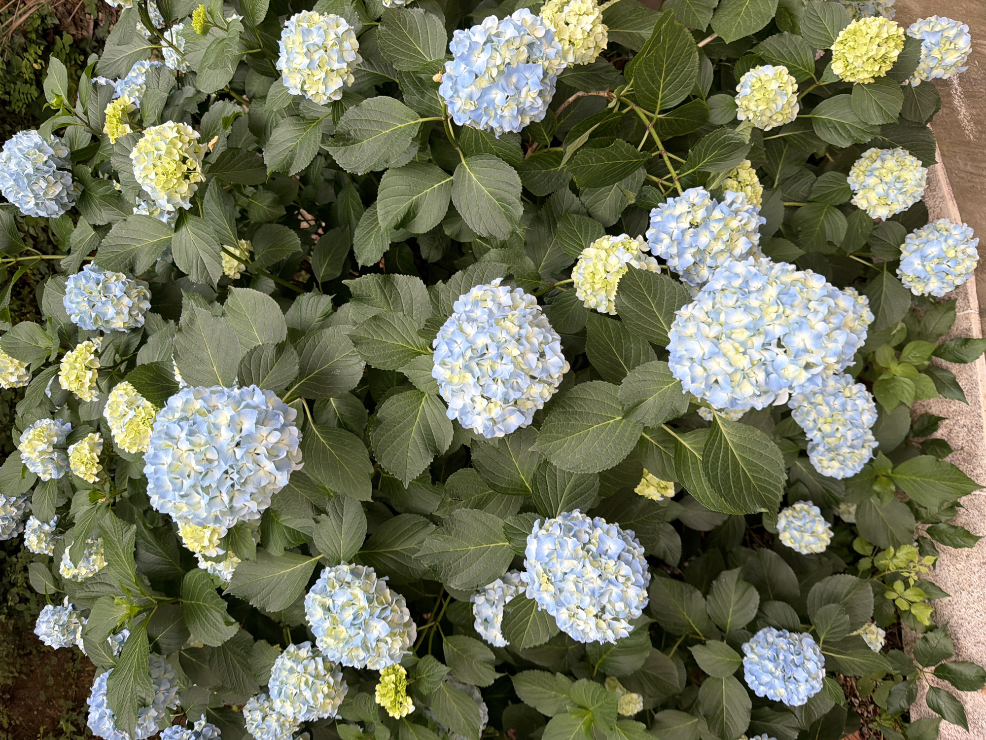 The image shows a dense cluster of blue and light green Hydrangea flowers with green leaves. The flowers appear to be growing outdoors, with a neutral-colored surface visible in the upper right corner, suggesting they may be near a building or a walkway. Given the location of Budva, Montenegro, known for its Mediterranean climate, the flowers and foliage are likely thriving in the local environment. There are no people visible.