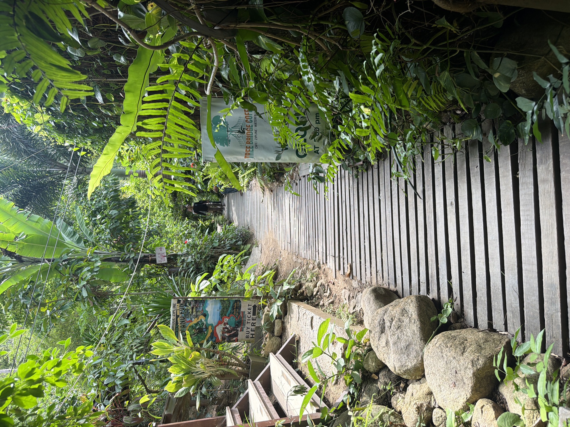 A wooden boardwalk leads through a lush, green jungle environment on Ko Samui, Thailand. The boardwalk is made of evenly spaced wooden planks and curves gently to the right. On the left side of the boardwalk, there are stone steps leading up to a higher elevation, with various plants and rocks surrounding them. Two signs are visible on the left: one with images of activities like ziplining and a waterfall, and another smaller sign that says "BUY TICKET HERE." Further up the boardwalk on the right, a tall, light-colored sign for "TREE BRIDGE COFFEE" is partially obscured by dense foliage. The coffee shop offers "CAFE | ZIPLINE | WATERFALL." A person is walking away from the camera down the boardwalk in the distance. The environment is characterized by abundant tropical vegetation, including large-leafed plants and vines, creating a dense, natural canopy overhead. Power lines are visible running through the trees.