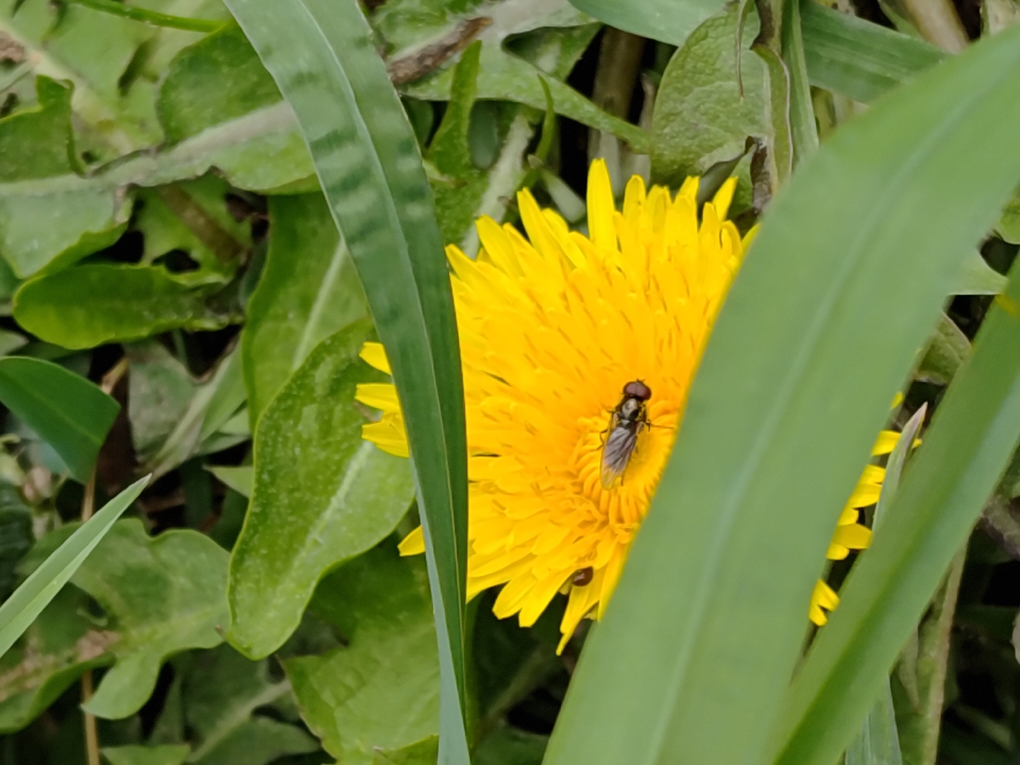A vibrant yellow dandelion flower, partially obscured by green leaves, occupies the center of the frame. A small, black and gray hoverfly rests on the flower's petals. The surrounding foliage consists of a mix of broad and slender leaves, suggesting a grassy or weedy area. The location is Марковский, Russia.