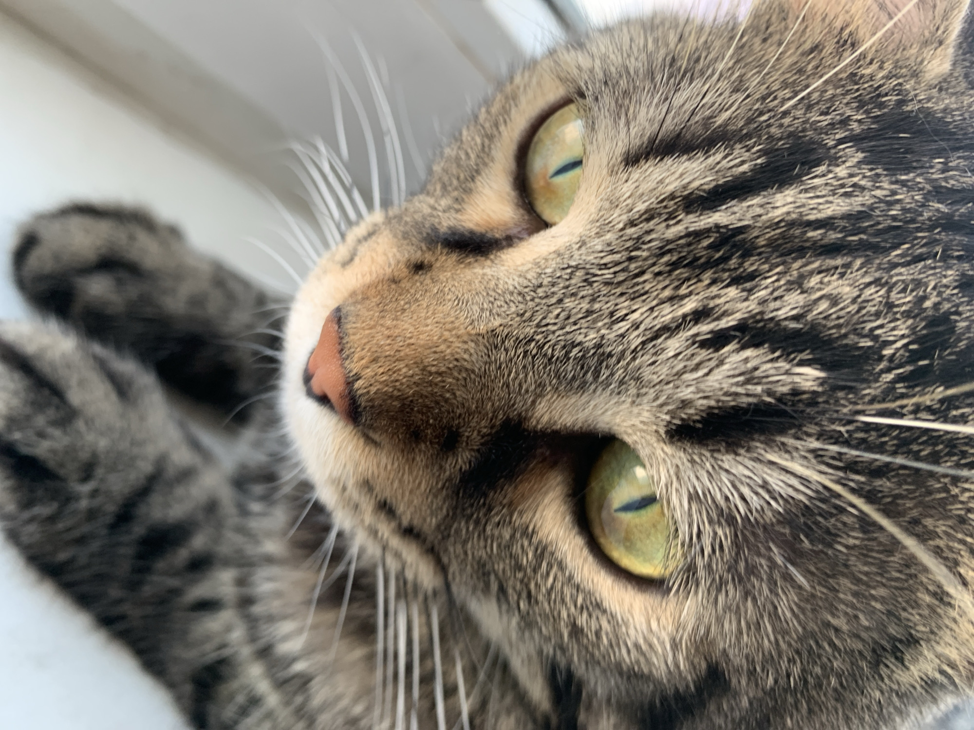 The image is a close-up, low-angle, portrait-style photograph of a tabby cat's face. The cat has green eyes with dark pupils and a pink nose. Its fur is a mix of brown, black, and grey stripes. White whiskers extend outwards from its muzzle. The background is out of focus, appearing to be a light-colored surface, possibly a windowsill. The lighting suggests it is daytime, possibly outdoors or near a window. There are no people or other animals visible in the frame. There is no information in the image to indicate a location in Stavropol, Russia.