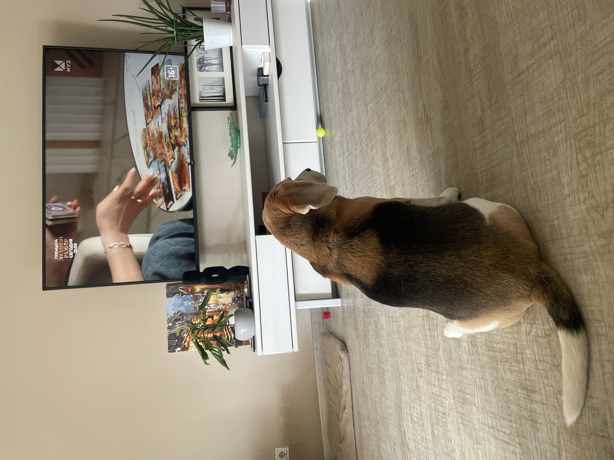 A beagle stands on a light-colored wood-grain floor, facing a television screen displaying a woman holding tarot cards. The television is mounted on a white cabinet, which also holds potted plants and framed pictures. A small yellow ball rests between the cabinet and the dog. The scene is indoors, within a building that appears to be a home. No evidence indicates this image was taken in Krasnoyarsk, Russia.