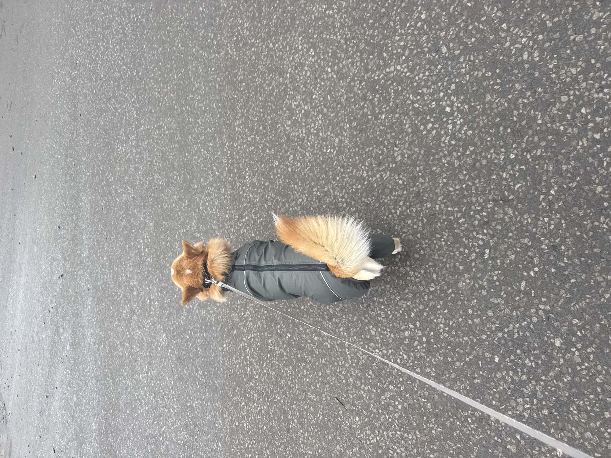 A top-down view shows a dog on a leash wearing a green jacket on asphalt. The dog's head and tail are orange and white. The asphalt has a speckled grey appearance. No people are visible. The location of Votkinsk, Russia, cannot be determined from the image.