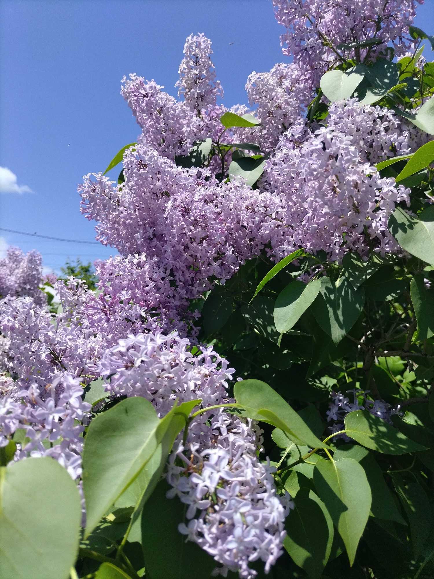 The image displays a close-up view of a blooming lilac bush under a clear blue sky. Numerous clusters of light purple lilac flowers are the primary subject, filling the majority of the frame. Interspersed among the blossoms are vibrant green leaves, many of which show strong shadows, indicating bright sunlight. The background features a wide expanse of clear, bright blue sky with a few small, wispy white clouds on the left side. A faint, dark, thin line, possibly a power line or wire, is visible against the sky in the upper left quadrant, along with a tiny dark speck, possibly an insect. The scene captures an outdoor setting, likely a garden or park, on a sunny day, evoking a sense of spring or early summer. There is no visible text or human activity.
