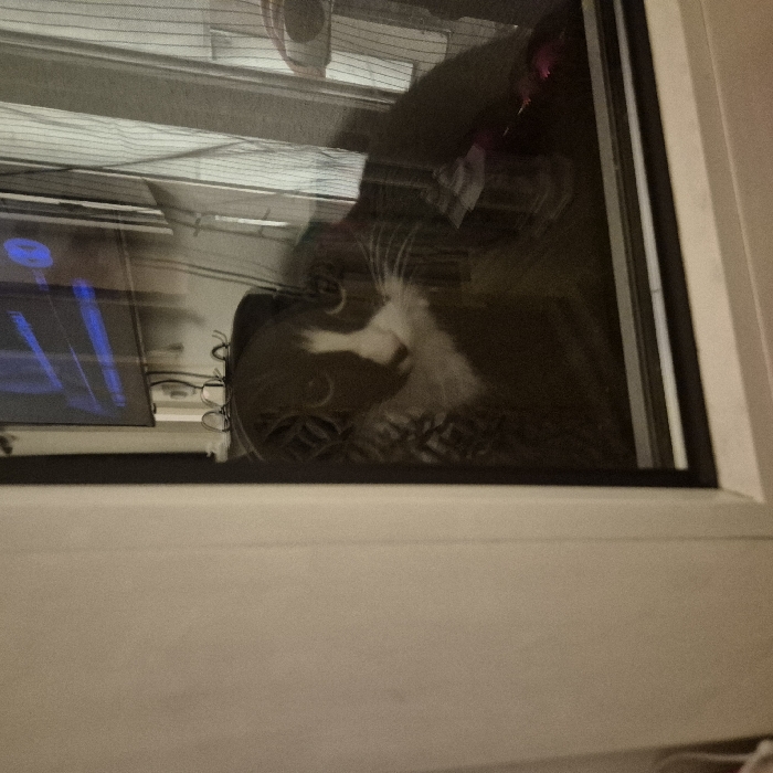 A black and white cat peers through a window. The cat has a white patch on its chest and face. Reflections on the glass obscure the scene behind the cat, but a television screen and Venetian blinds are visible. The window frame is white and the light is dim. The cat's fur is visible in detail.