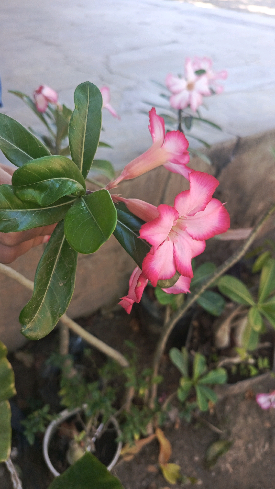 The image captures a close-up view of desert rose flowers with vibrant pink and white petals. Several green leaves are visible, some of which are partially obscured by a hand. In the background, a light-colored, cracked surface suggests an outdoor setting, possibly a walkway or wall. The ground below is composed of dirt and small pebbles, with other plants and foliage in the periphery. The lighting indicates it is daytime. No specific location in Bajang, Indonesia, can be determined from the visual elements alone.