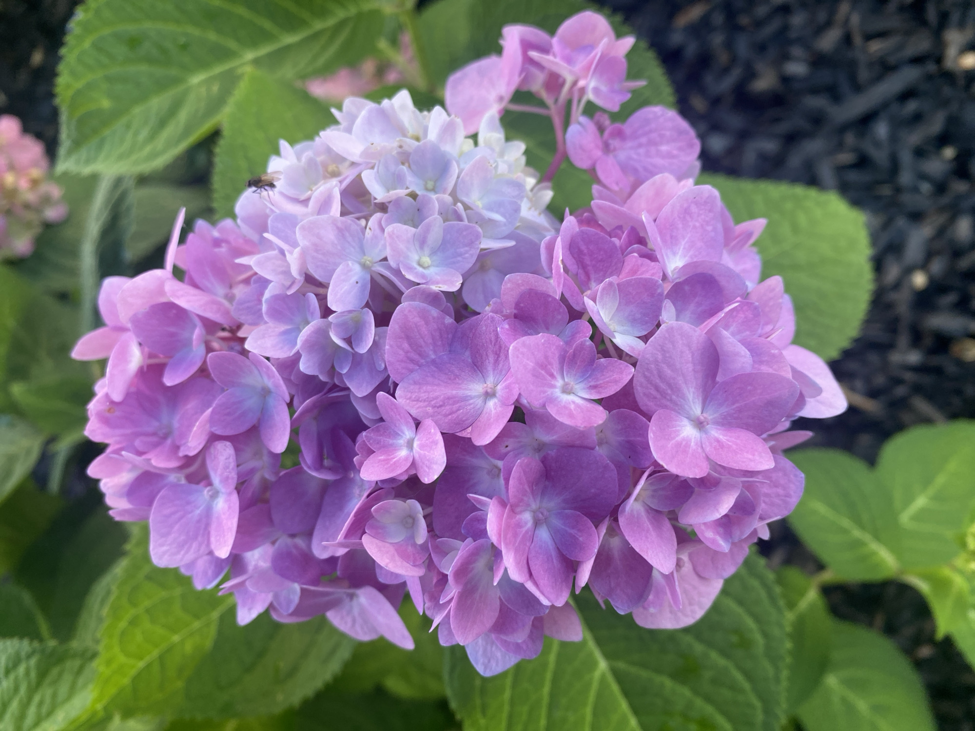 A close-up shot captures a cluster of pink and purple hydrangeas in Sainte-Anne-de-Bellevue, Canada. The flowers are in full bloom, with delicate petals overlapping to form a dense sphere. Lush green leaves surround the blooms, providing a vibrant contrast. The background is softly blurred, suggesting an outdoor setting. A tiny fly can be seen perched on one of the flower petals. The ground below the flowers appears to be covered in dark mulch.