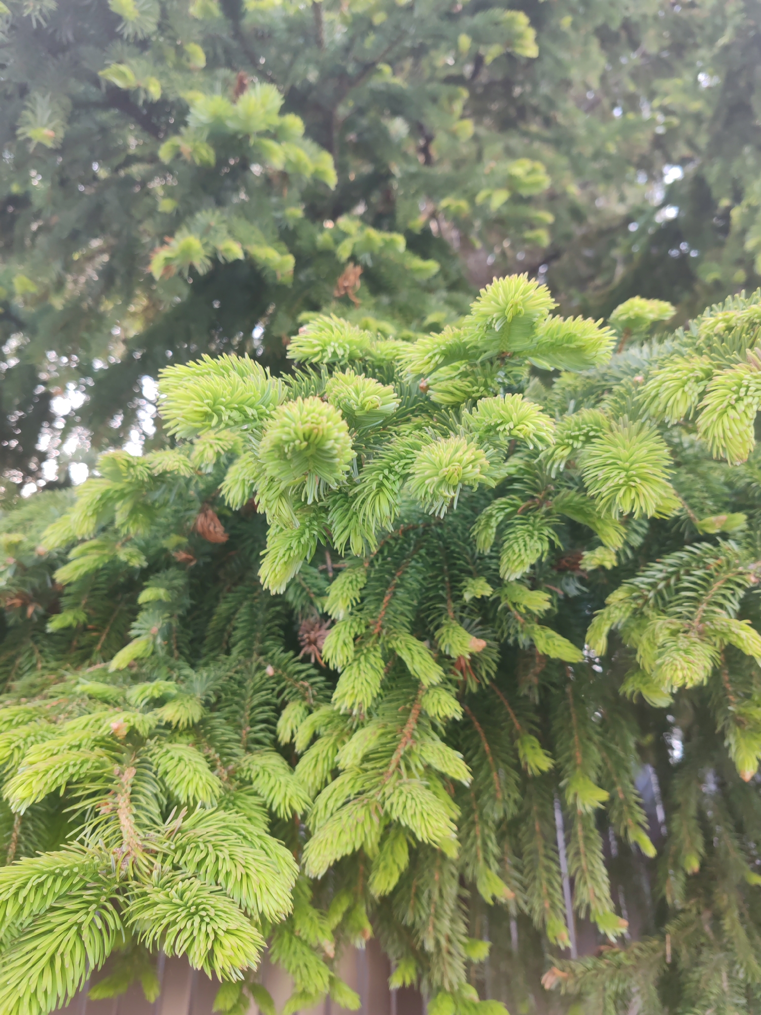 The image shows a close-up view of a spruce tree branch with vibrant green new growth. The needles are young and bright, creating a lush texture on the branch. In the background, older, darker green needles and branches are visible, creating a depth of field effect. There are also some hints of brown, likely old needles or small cones. The lighting suggests it is daytime, with the sun filtering through the branches, creating highlights on the new growth. The background is slightly out of focus, but appears to be other parts of the tree and possibly a fence. There are no people or animals in the image. The image is taken in Paratunka, Russia, and depicts a natural element of the local environment.