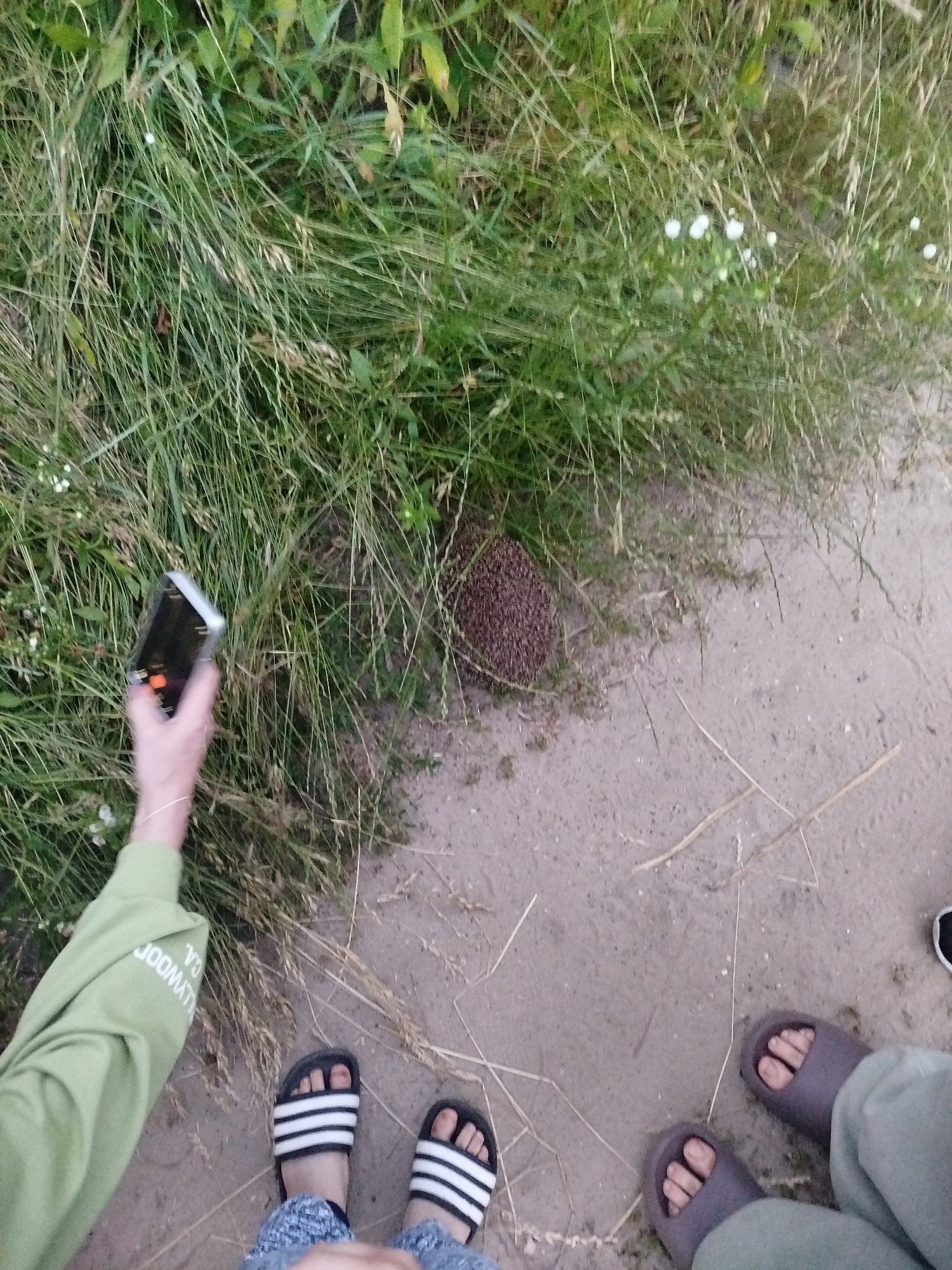 In an outdoor setting with dry, sandy ground and tall, green grass, a hedgehog is visible nestled in the vegetation. A person's arm, wearing a light green sleeve with the words "LLYWOOD CA." printed on it, is holding a black smartphone. The phone is oriented towards the hedgehog. Two pairs of feet wearing sandals are visible in the foreground, one pair with black and white striped sandals and another pair with dark gray slide sandals. The overall scene suggests a casual encounter with wildlife in a natural or semi-natural environment.