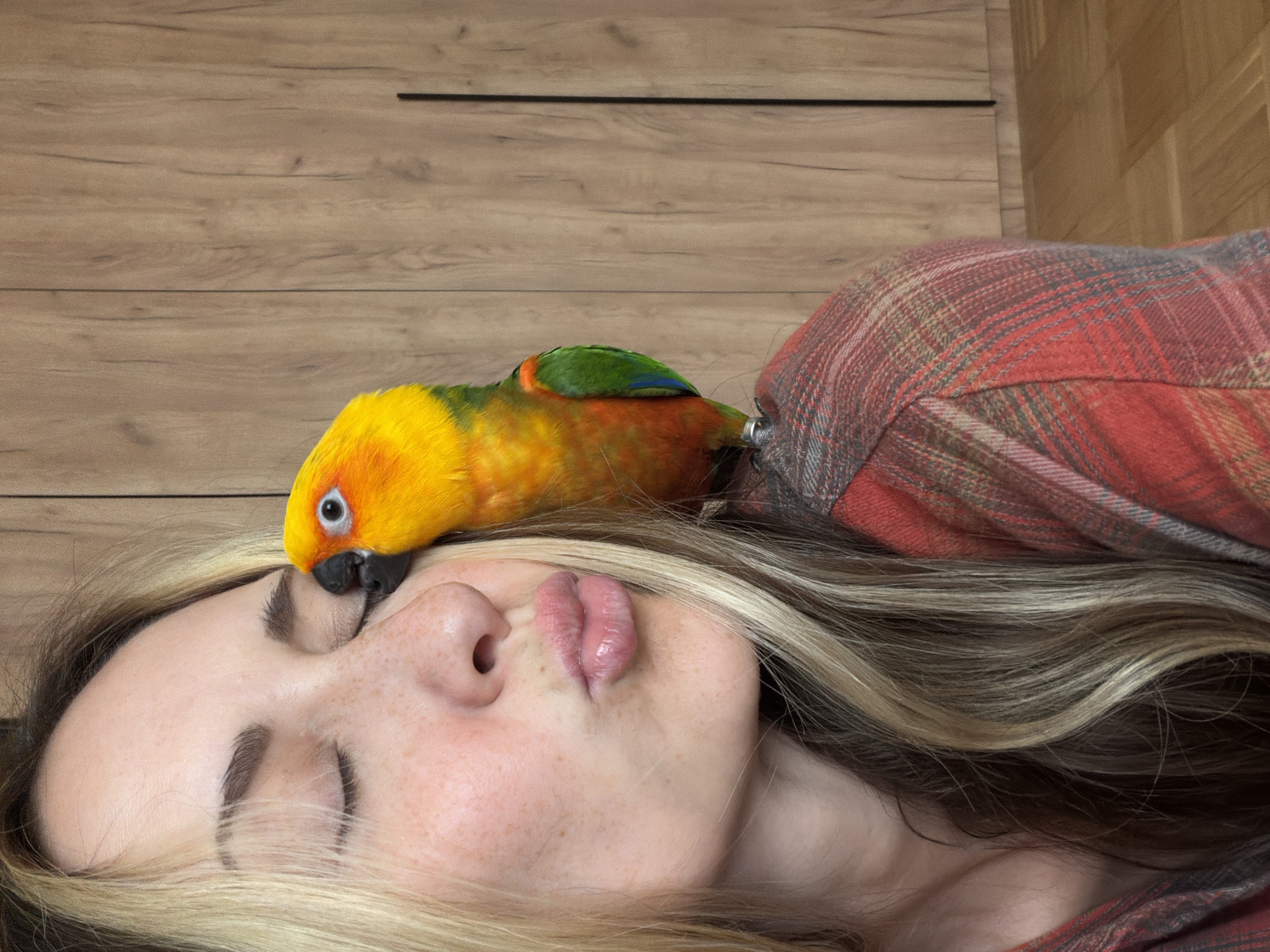 A woman with blonde hair and freckles is leaning to her left with her eyes closed, puckering her lips. A small, brightly colored parrot, primarily yellow with green and orange accents, is perched on her right shoulder, touching her cheek with its beak. The woman is wearing a red and grey plaid shirt. The background consists of a wooden wall with vertical paneling and a light wooden floor. The image appears to be taken indoors.