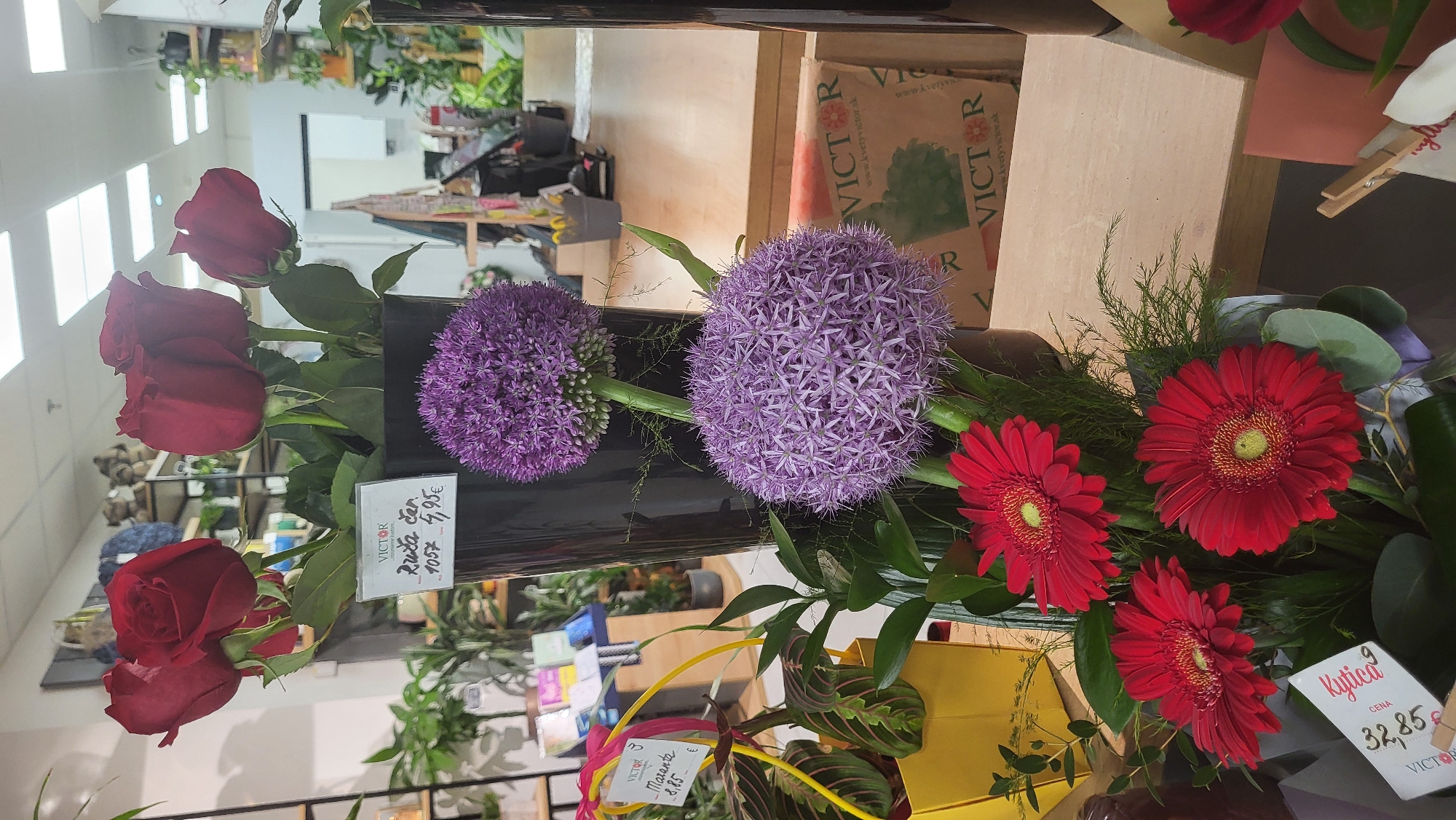This is a close-up, eye-level, indoor photograph of a floral arrangement. The arrangement features a bouquet of red roses at the top, with a black vase. Below the roses are two large, spherical purple allium flowers on tall stems. At the bottom of the arrangement, there are three bright red gerbera daisies. A few sprigs of greenery, including eucalyptus leaves, are interspersed throughout.
Several price tags are visible. One tag attached to the roses reads "Ruža č.r. 10.57 4,95€". Another tag, attached to a plant in a yellow pot to the left of the frame, reads "VICTOR - Masente 8,85 €". A third tag near the gerbera daisies reads "Kytica CENA 32,85 €".
In the background, shelves with various items and plants are visible, suggesting a retail environment, likely a flower shop. The lighting suggests it is daytime. The presence of the shop's branding ("VICTOR") on the price tags and what appears to be a branded paper bag in the background confirms it is a commercial establishment. Based on the branding and context, this scene is most likely from a flower shop in Prešov, Slovakia, specifically from the flower shop chain "KVETY VICTOR".