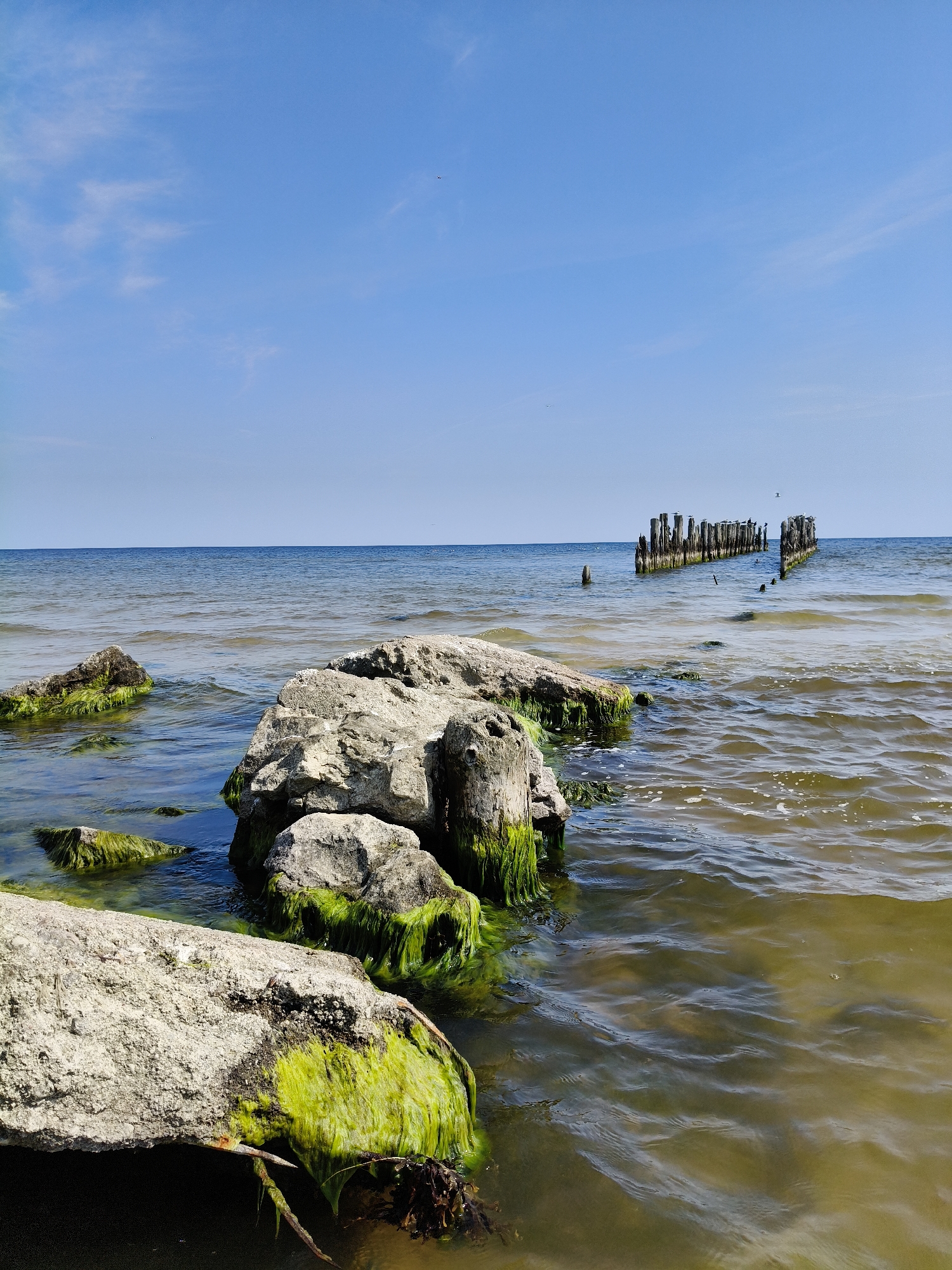 A clear, blue sky with sparse, wispy clouds arches over a calm body of water, likely the Baltic Sea. In the foreground, large, weathered rocks are partially submerged, their surfaces encrusted with vibrant green algae. The water near the shore is shallow and greenish, revealing the sandy bottom in places. Further out, the water deepens to a richer blue-green. On the horizon, a derelict wooden structure, composed of numerous vertical pilings, stands as a decaying remnant of a pier or breakwater. Several birds perch atop these weathered timbers. The overall scene evokes a sense of natural serenity and the passage of time, with the rugged rocks and remnants of human construction in a quiet coastal environment. This scene is located in Bigauņciems, Latvia.
