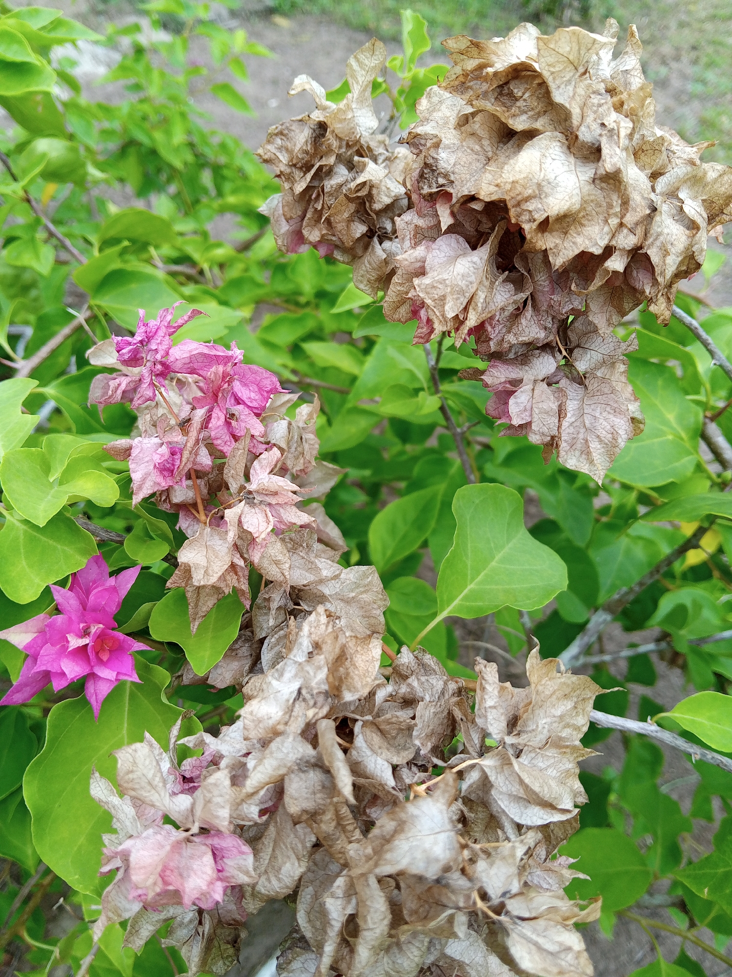 The image shows a close-up of a bougainvillea plant, seemingly in an outdoor environment, possibly in Palohigeuh, Indonesia. The plant features green leaves, a few vibrant pink flowers, and clusters of drying, brown bracts. The bracts suggest a previous blooming period that is now fading. The setting includes hints of soil in the background, suggesting a garden or natural setting. There are no visible people, actions, or interactions in the image. The focus is on the plant's lifecycle, from fresh blooms to decay.