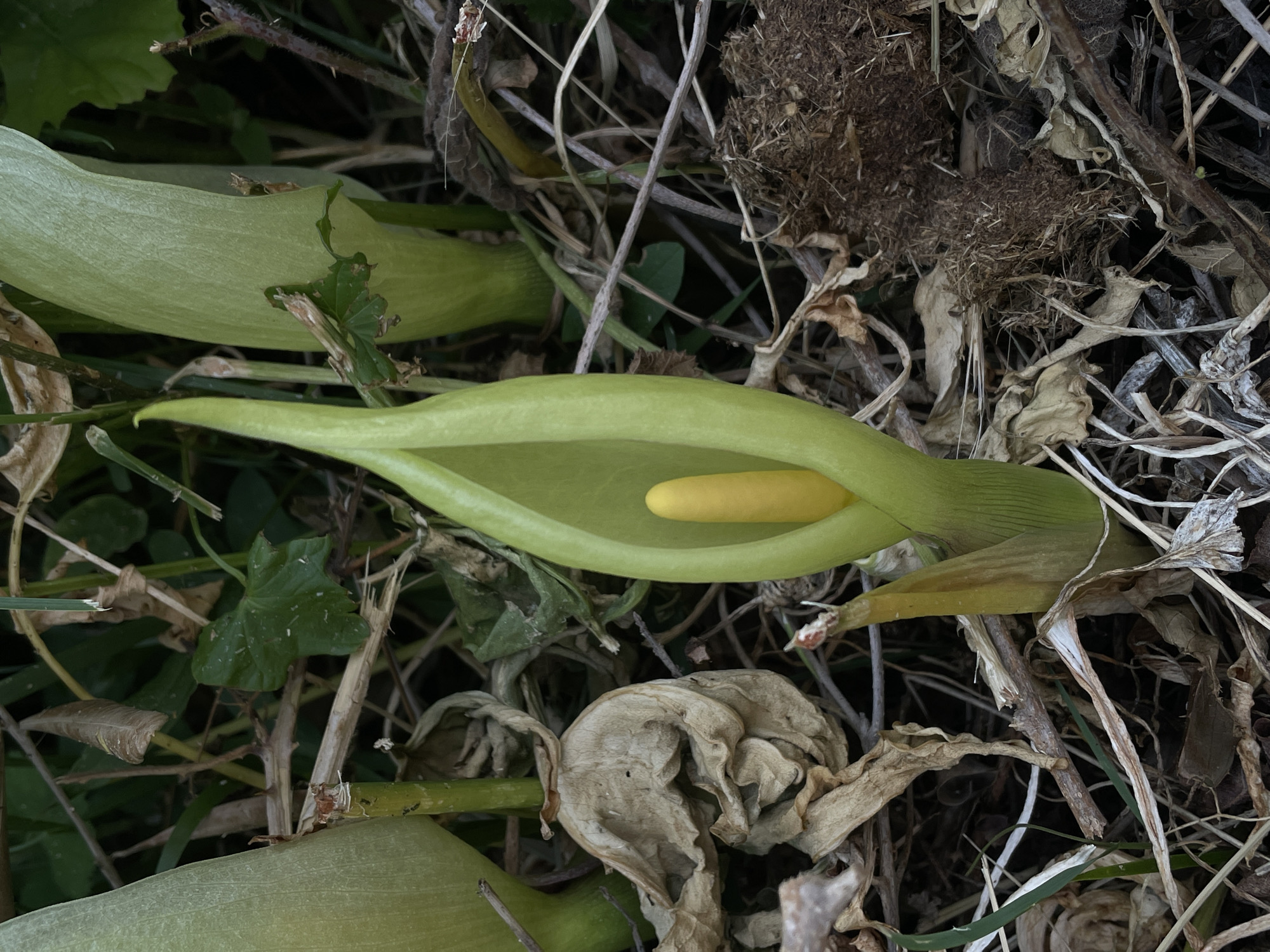 The image shows a close-up of Arum italicum plants growing outdoors, likely in a natural setting. The plants are surrounded by dead leaves, dry twigs, and other vegetation. The plants are in various stages of development, with some still in the closed sheath stage and others with the sheath partially open, revealing the yellow spadix. The location, Rafailovići, Montenegro, suggests a Mediterranean climate suitable for these plants. No people are visible. The scene depicts a patch of these plants growing in their natural habitat.