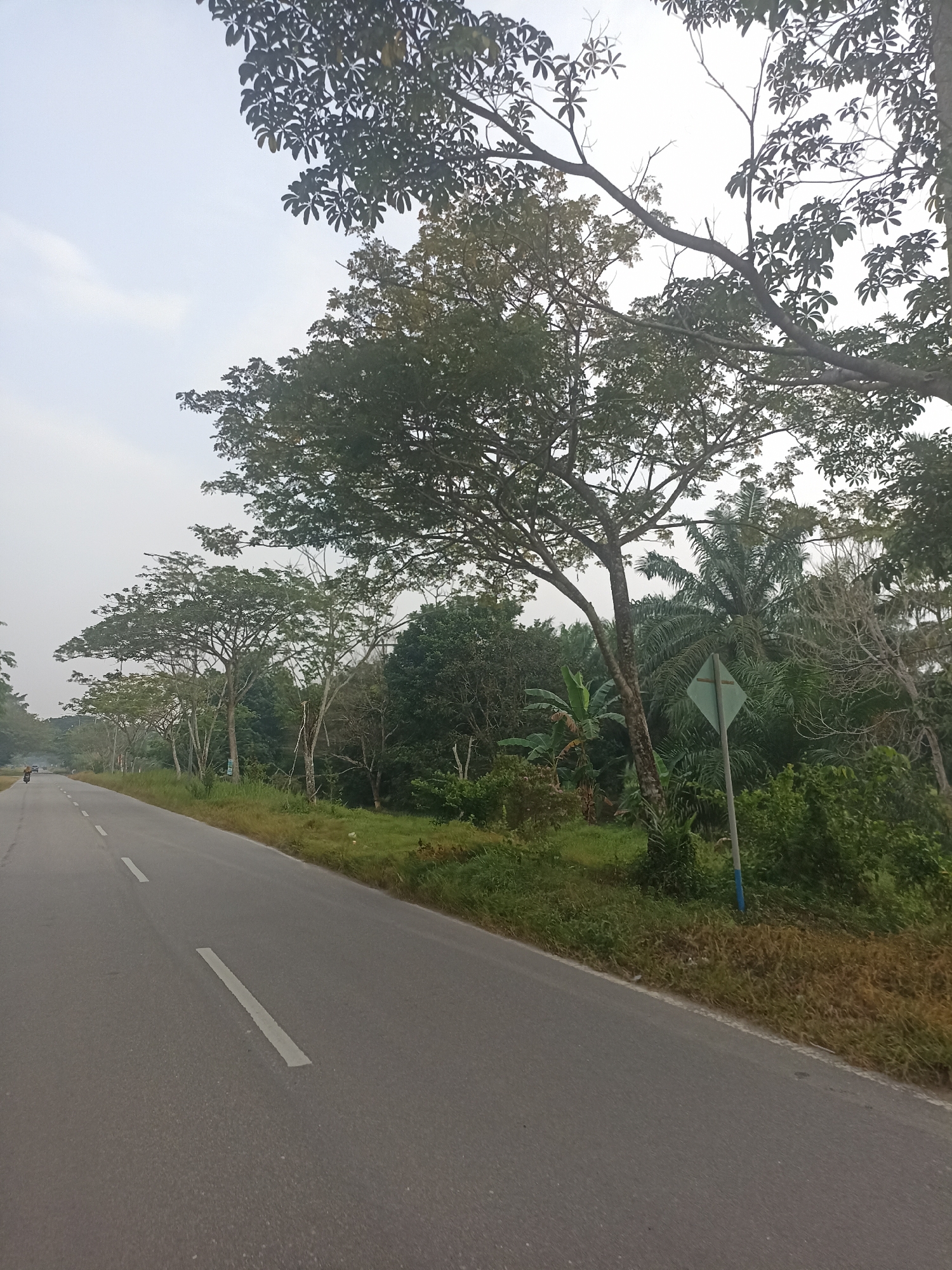 The image captures a road curving to the left, bordered by lush green vegetation and tall trees on the right. The road surface is asphalt with white lane markings. In the foreground, the road is empty except for a white line painted diagonally across it. Further down the road, a person on a motorcycle is visible approaching. The vegetation consists of various trees, some with large canopies, and palm trees. A green diamond-shaped sign is mounted on a pole amidst the greenery on the right side of the road. The sky is overcast and hazy, indicating diffused light. The overall scene suggests a rural or semi-rural setting on the outskirts of Benteng Hulu, Indonesia, possibly during the morning or late afternoon due to the soft lighting.