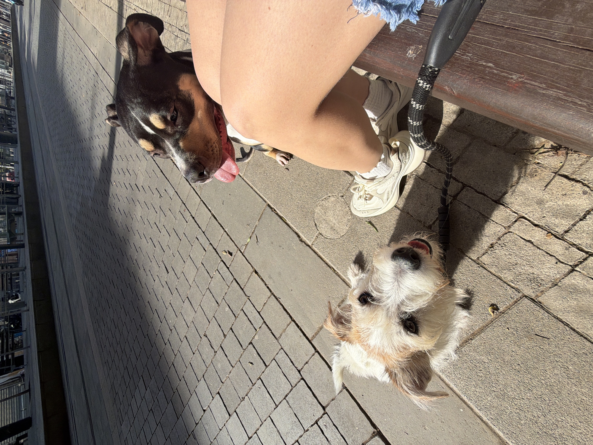 The image depicts a person sitting on a bench on a sidewalk paved with rectangular concrete blocks. Two dogs are present. One is a larger breed with black and brown fur, positioned close to the person's legs, with its tongue sticking out. The second dog is smaller, with light-colored, wiry fur, looking upwards towards the camera. The person sitting on the bench is wearing white sneakers, white socks, and blue denim shorts. A black dog leash is visible next to the person on the bench. The background includes building exteriors and metallic structures. The location is likely Tel-Aviv, Israel, based on the architectural style and pavement design.