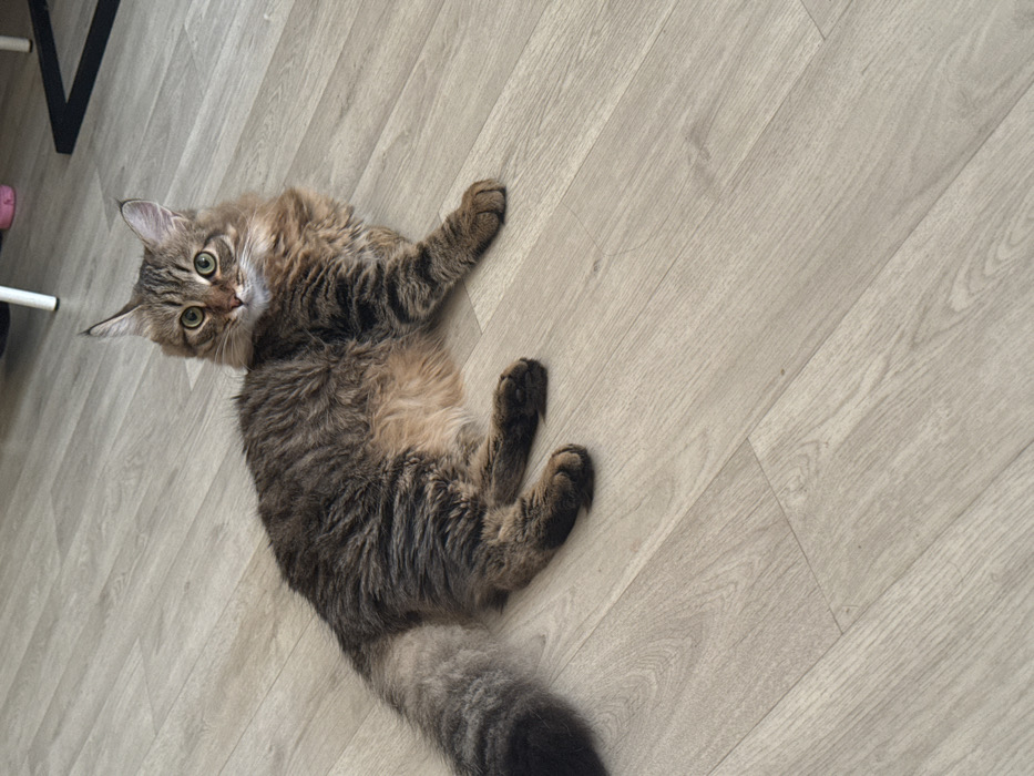 An indoor scene in Chaikovsky, Russia, depicts a long-haired tabby cat lying on a light-colored wood or laminate floor. The cat, exhibiting brown, black, and tan striped fur, is positioned facing the viewer with its head slightly turned to the right. Its eyes are green-gold, and its pointed ears feature prominent tufts. The cat's bushy tail extends towards the left of the frame, dark at the tip. Its front paws are extended forward, while its rear paws are tucked. In the upper right background, parts of white furniture legs and a small, indistinct pink object are visible.