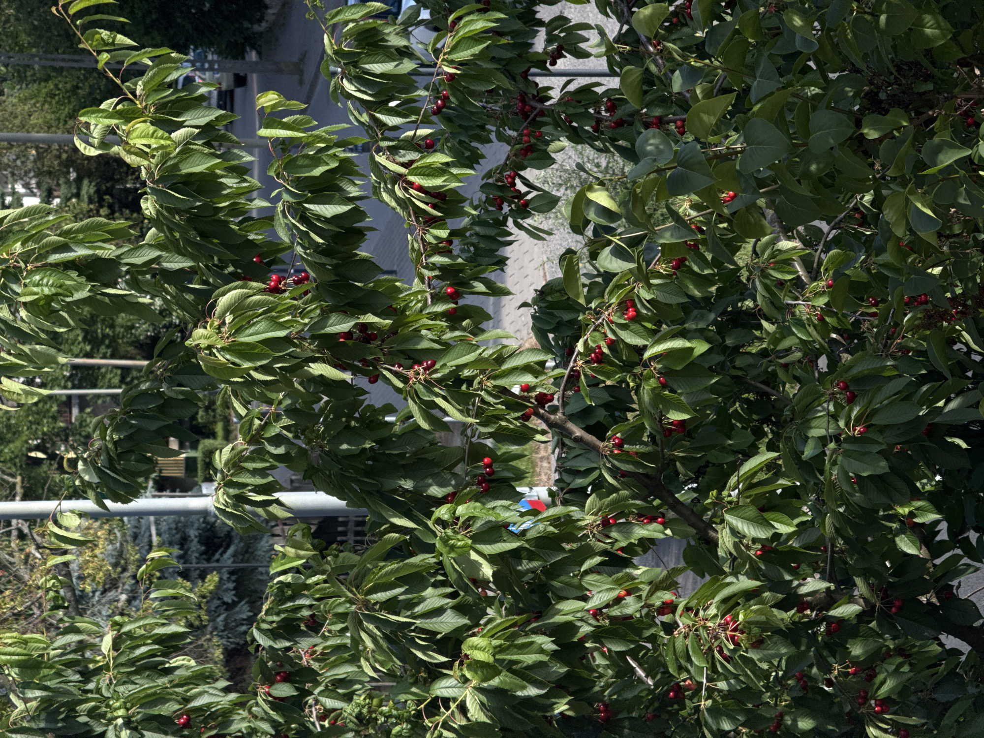 The image is a medium shot of a cherry tree laden with ripe red cherries, set against a backdrop of urban elements in Łódź, Poland. The tree's branches are densely packed with green leaves, with clusters of cherries scattered throughout. Sunlight filters through the foliage, creating dappled light and shadow.
In the background, a paved sidewalk is visible, with a street running alongside it. A light pole stands prominently on the left side of the image. Further in the background, trees and buildings suggest a residential or mixed-use area. A vehicle is partially visible on the street, indicating ongoing city life. The overall impression is of a natural element, a cherry tree, thriving within an urban environment in Łódź.
