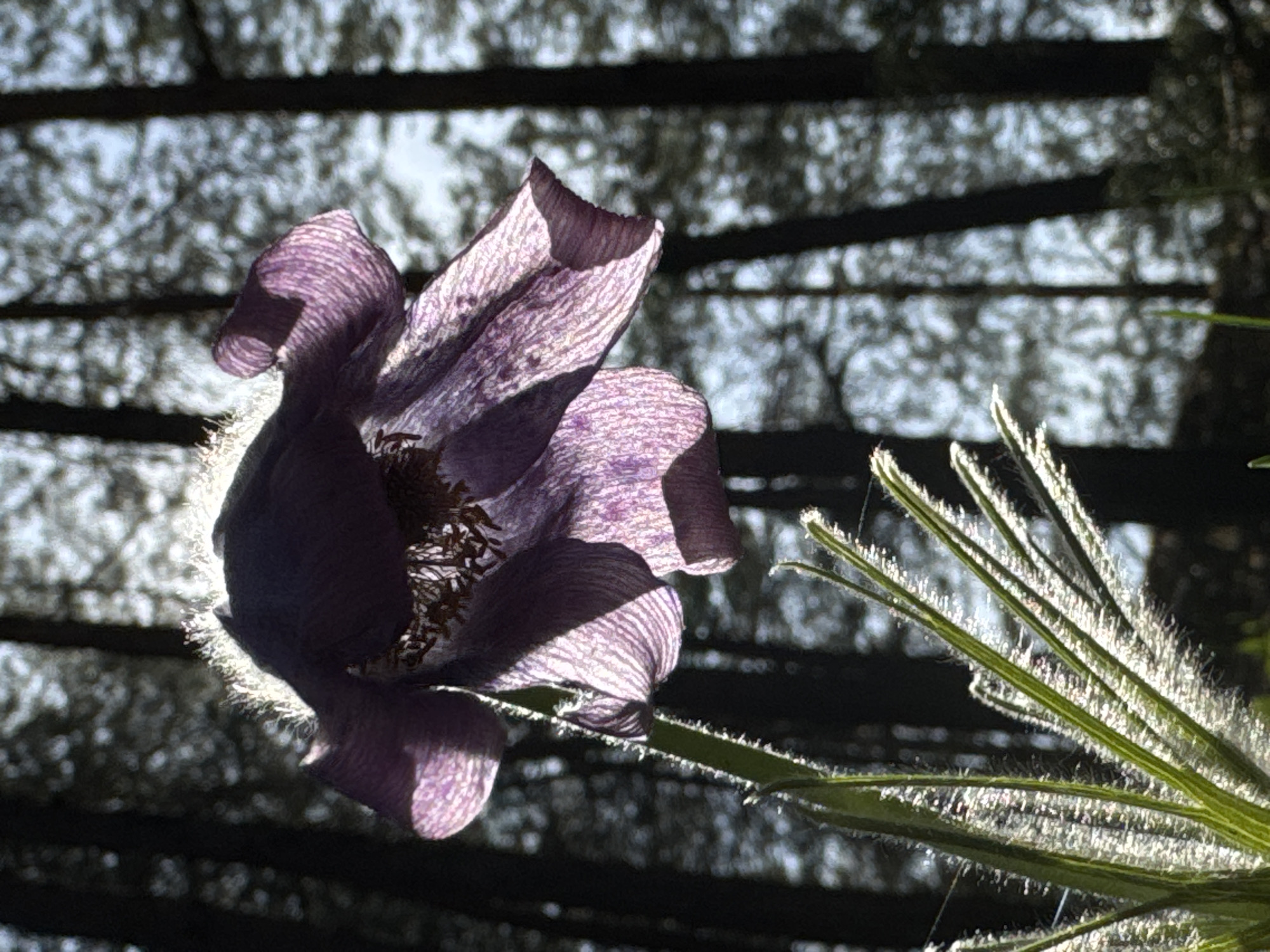 A close-up photograph captures a partially open purple flower, potentially an Anemone sylvestris, its petals delicately textured and exhibiting contrasting light and shadow. The flower's center reveals its stamens. To the right of the flower, there are thin, blade-like leaves or bracts, covered in minute hairs. The background is heavily blurred and consists of abstract shapes of dark lines and a dappled gray and white. Based on the presence of Anemone sylvestris, the photo was probably taken in park, in the city of Kazan, Russia.